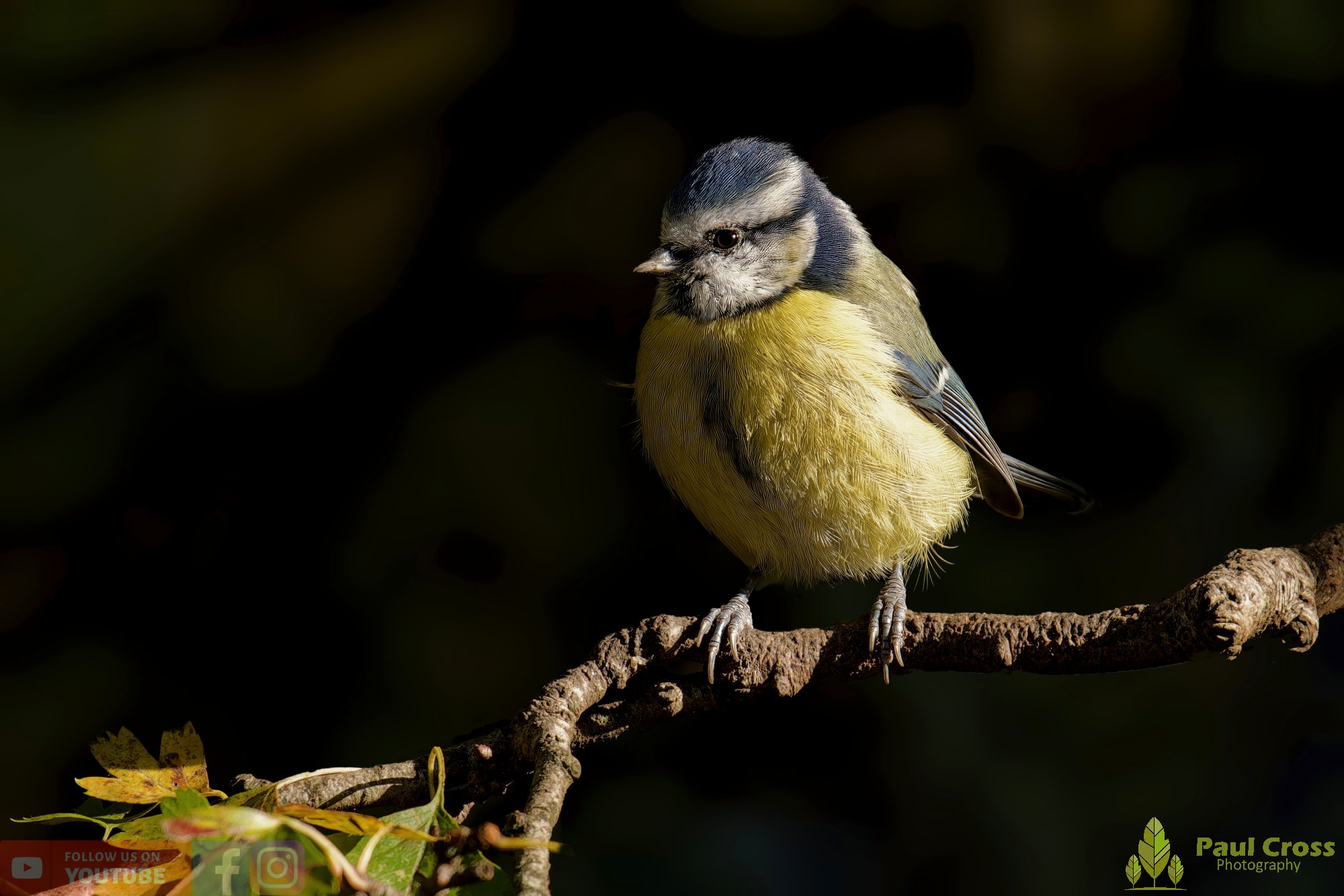 Blue Tit-00912.jpg
