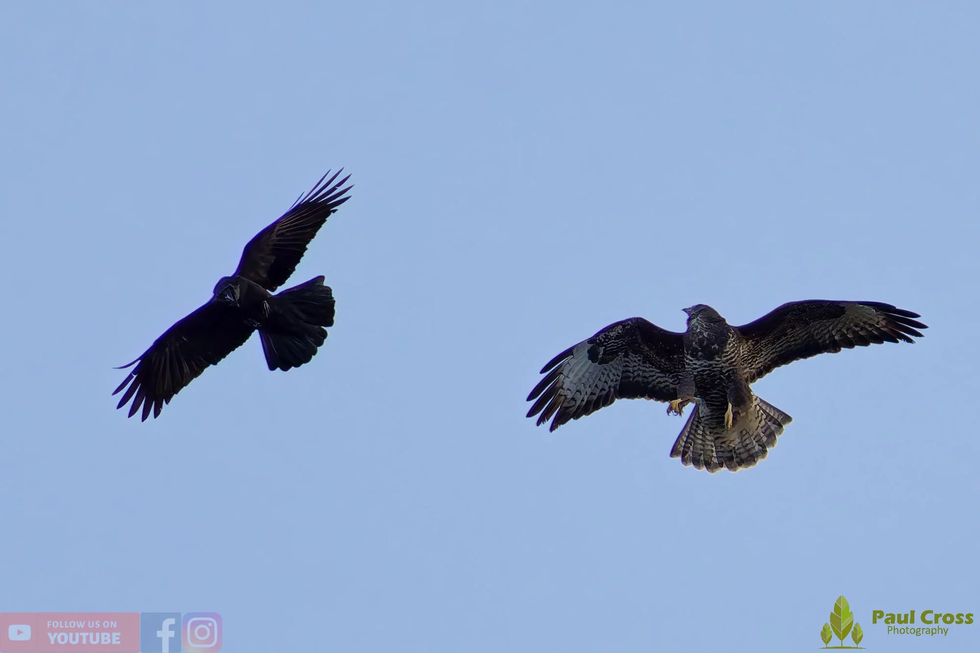 Buzzard-00109.jpg