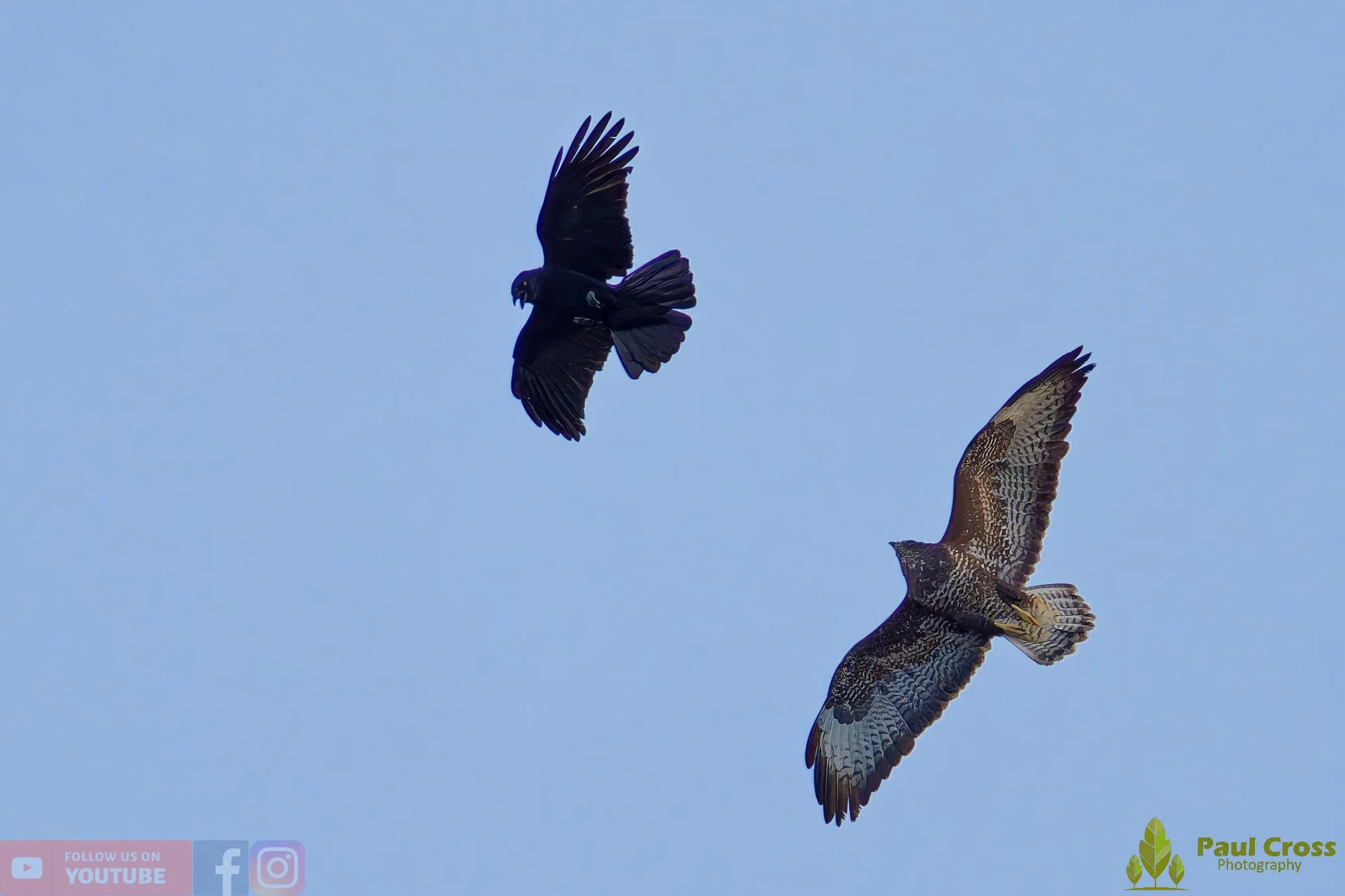 Buzzard-00110.jpg