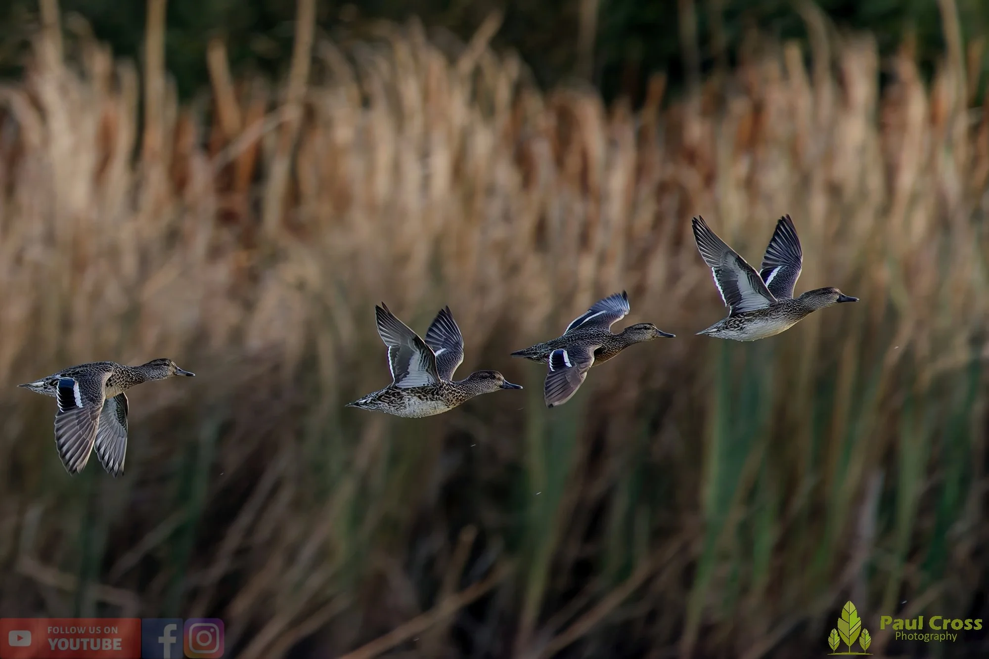 Common Teal-00031.jpg
