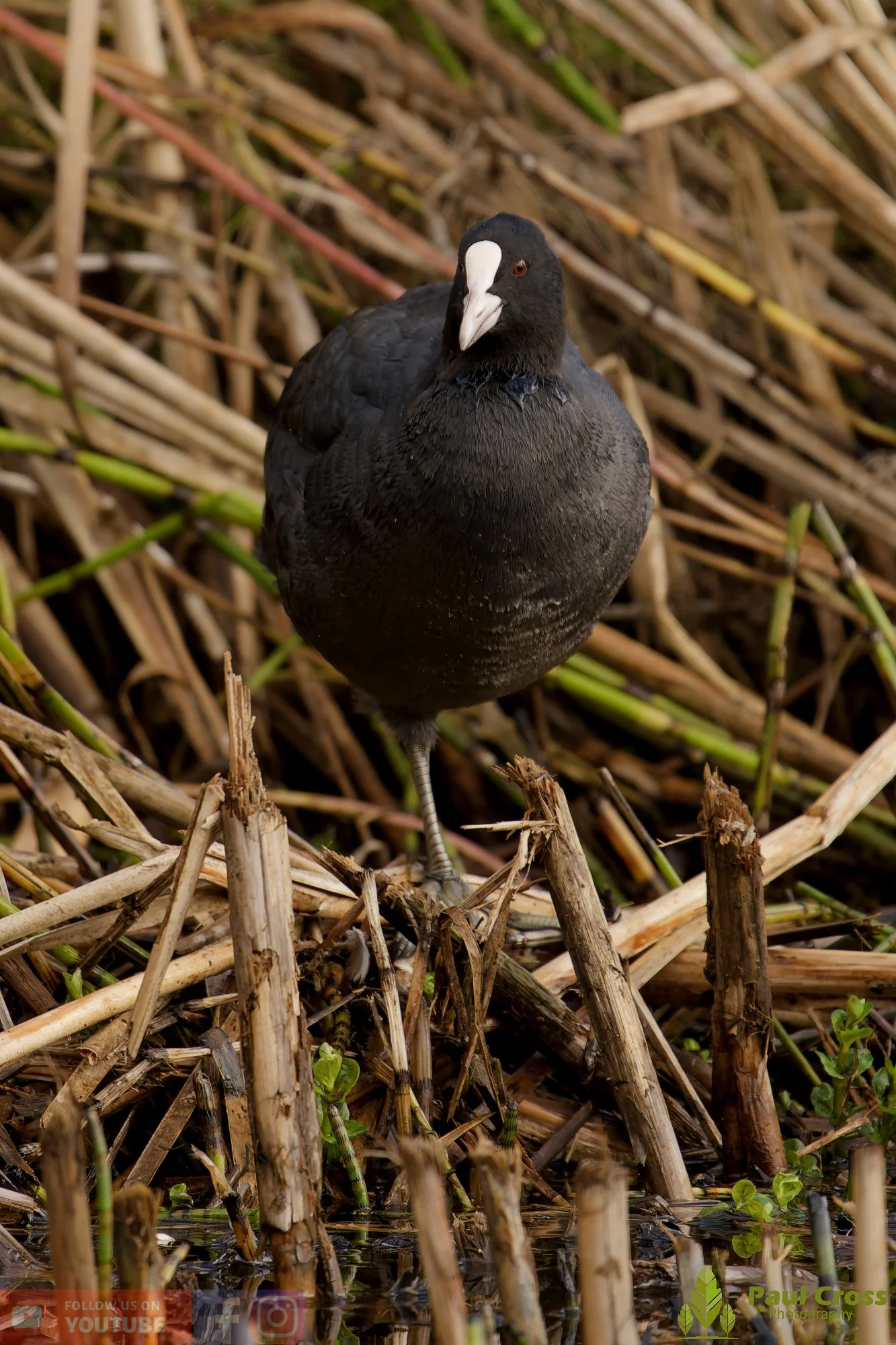 Coot-00563.jpg