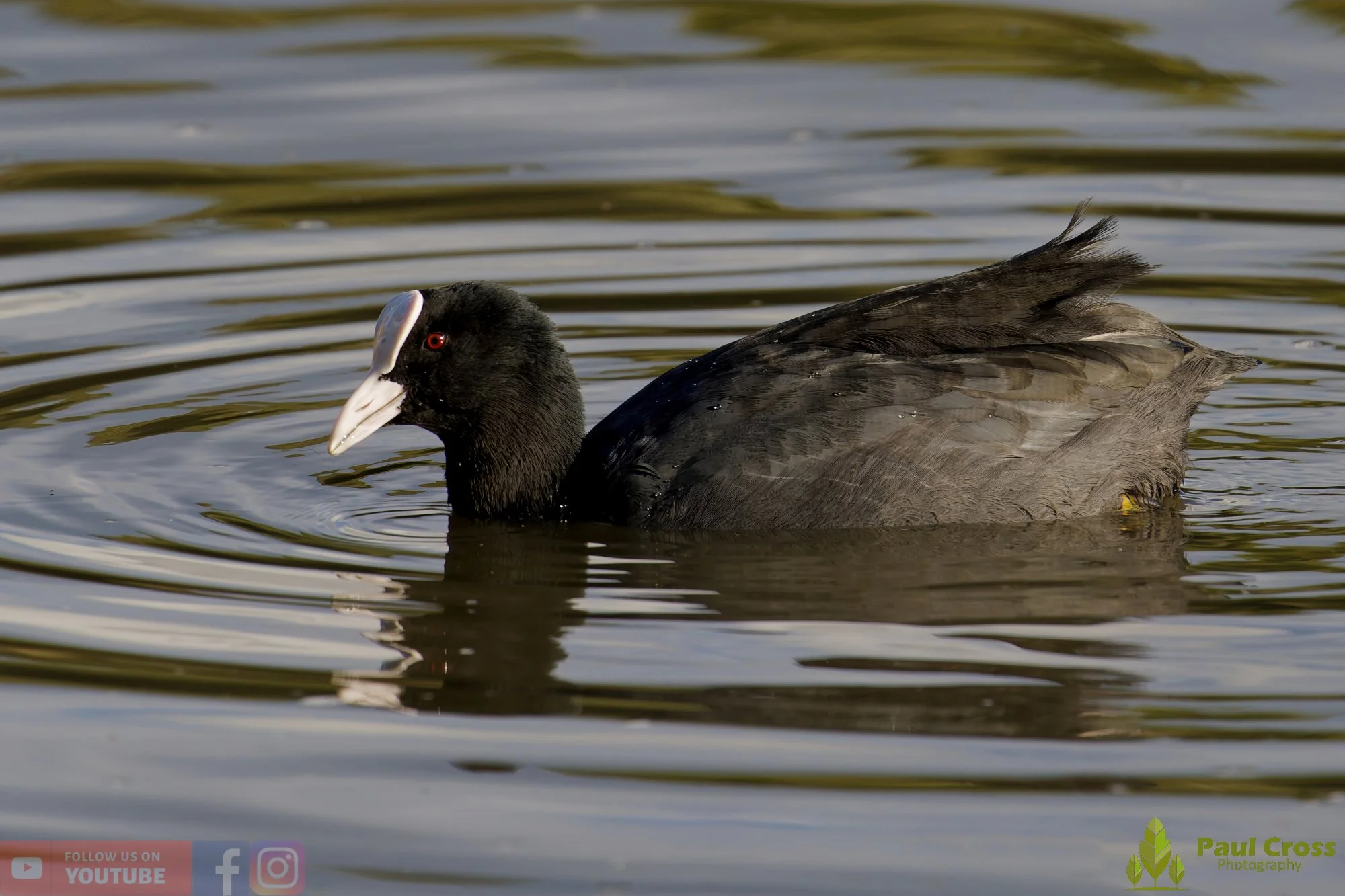 Coot-00564.jpg