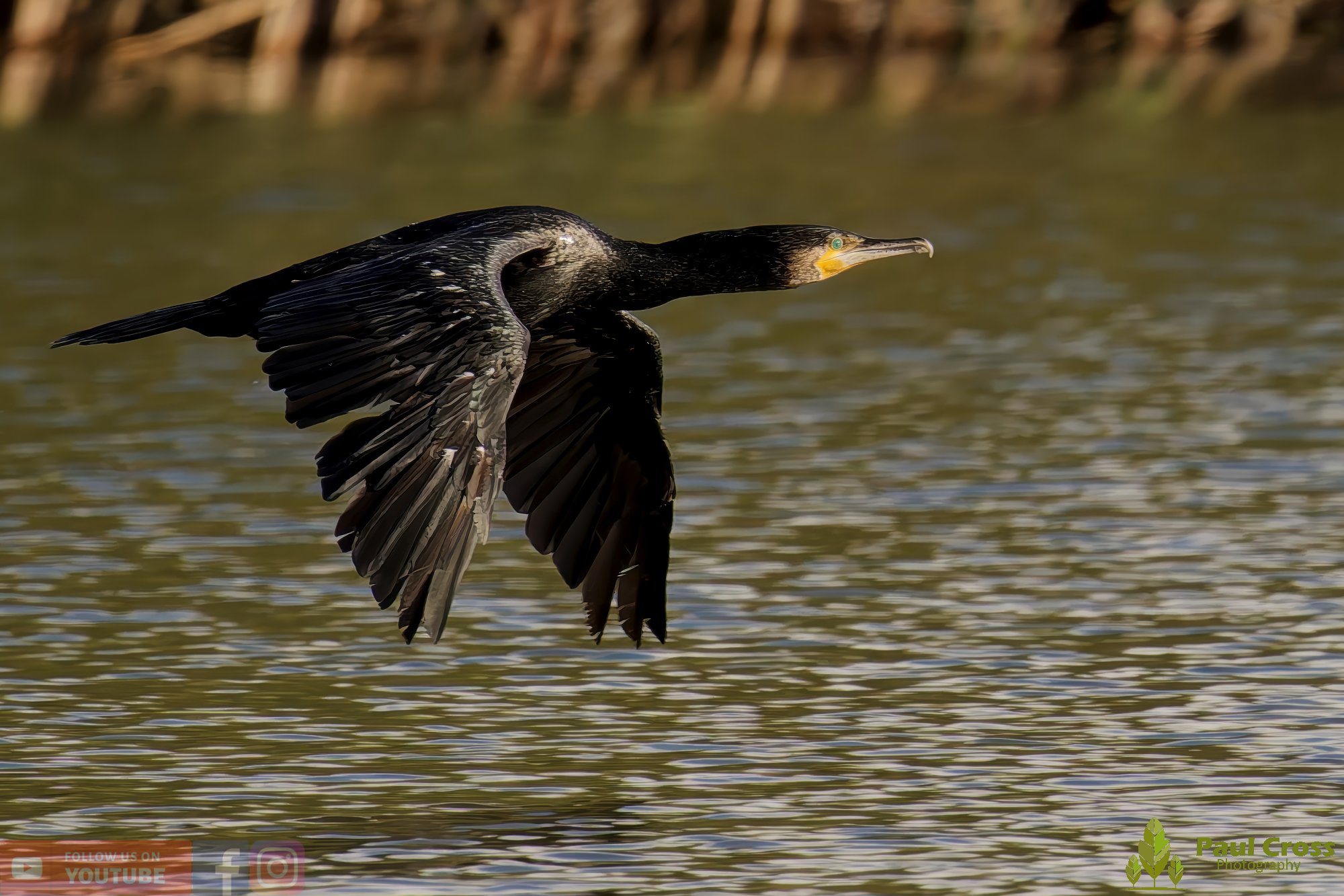 Cormorant-00350.jpg
