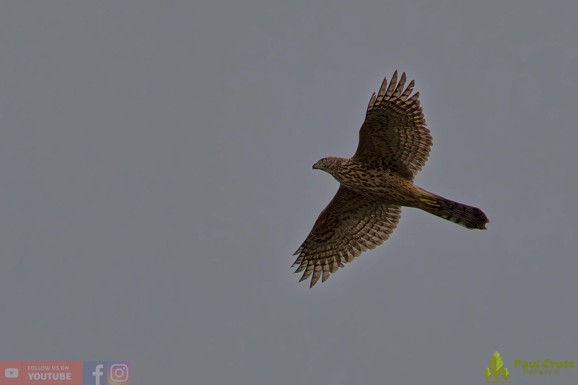 Eurasian Goshawk-00001.jpg