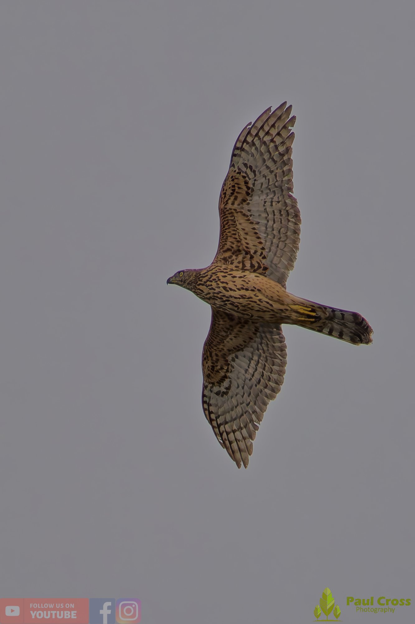 Eurasian Goshawk-00002.jpg