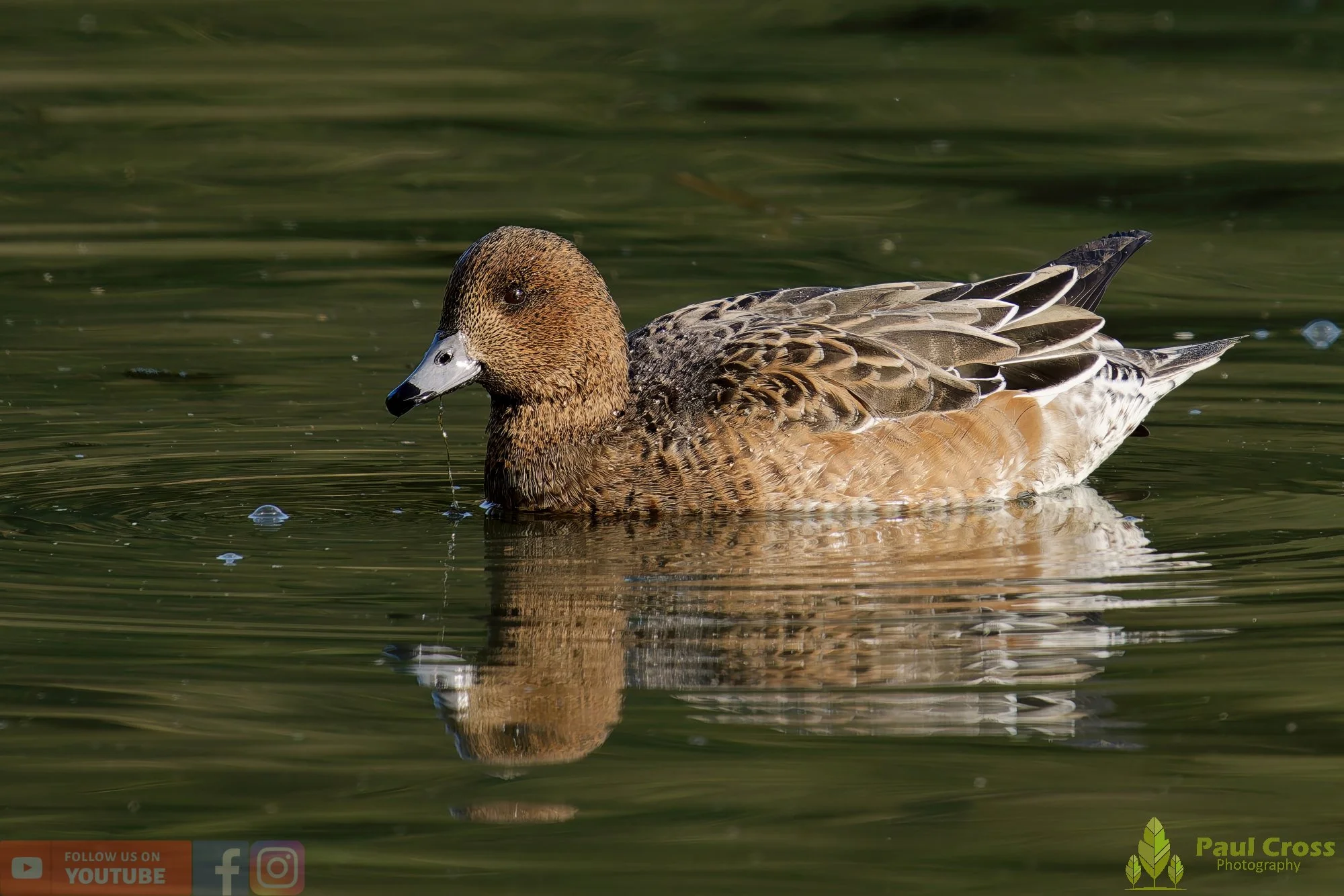 Eurasian Wigeon-00014.jpg