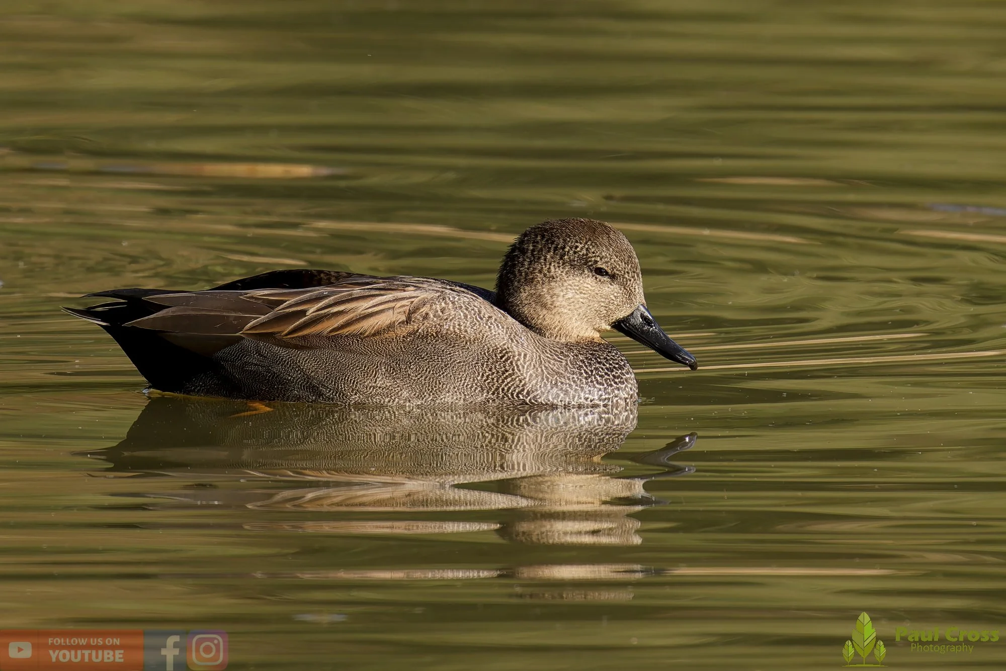 Gadwall-00281.jpg