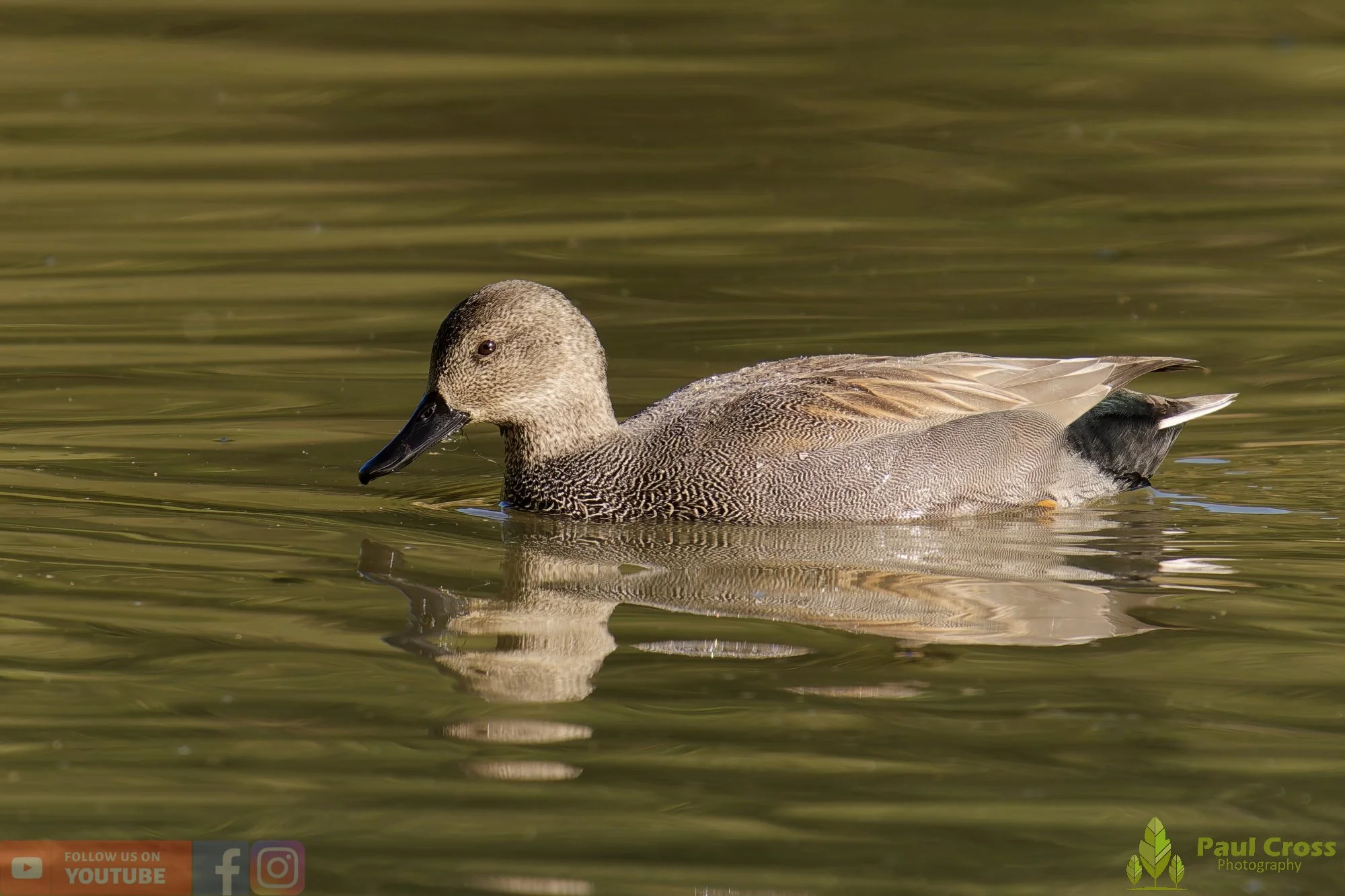 Gadwall-00282.jpg