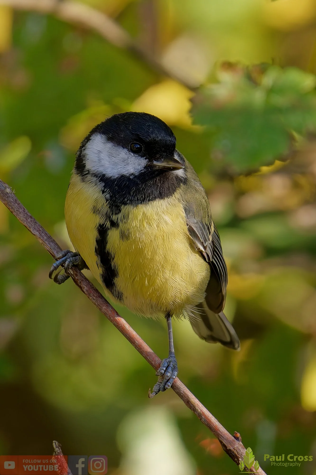 Great Tit-00286.jpg