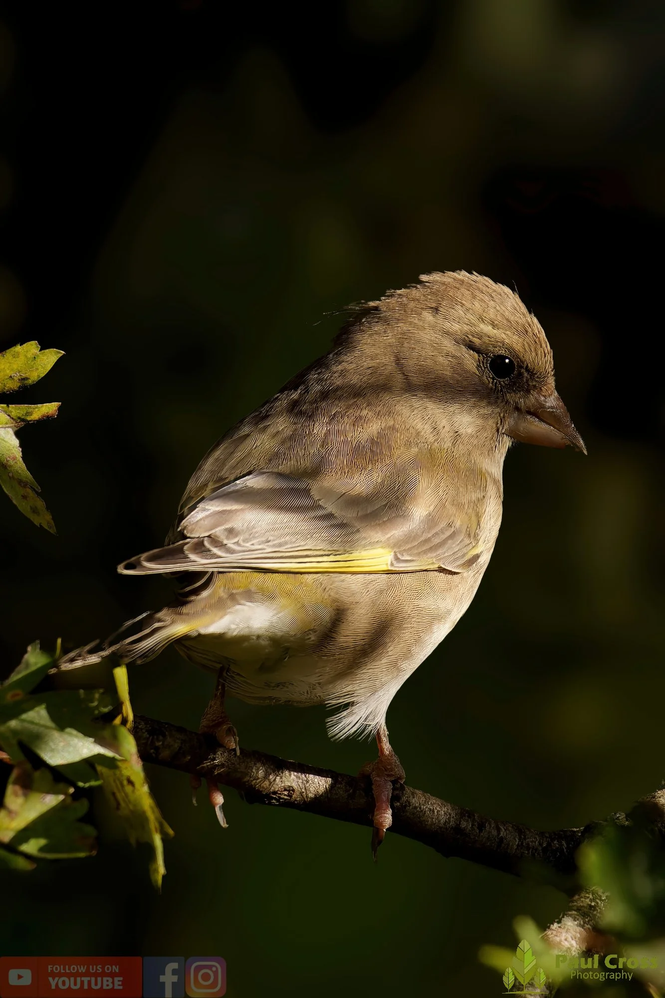 Greenfinch-00088.jpg