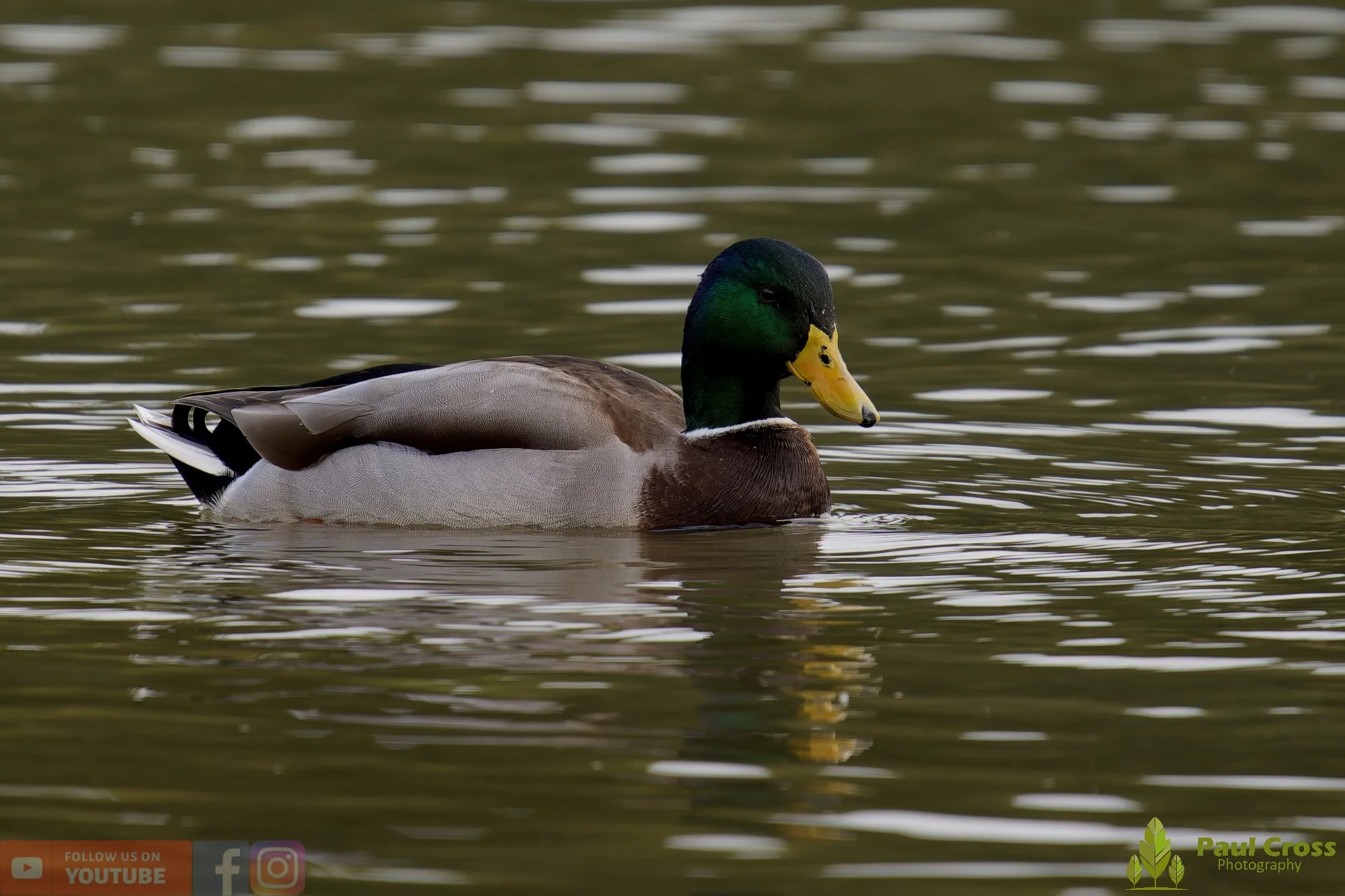 Mallard Duck-01137.jpg