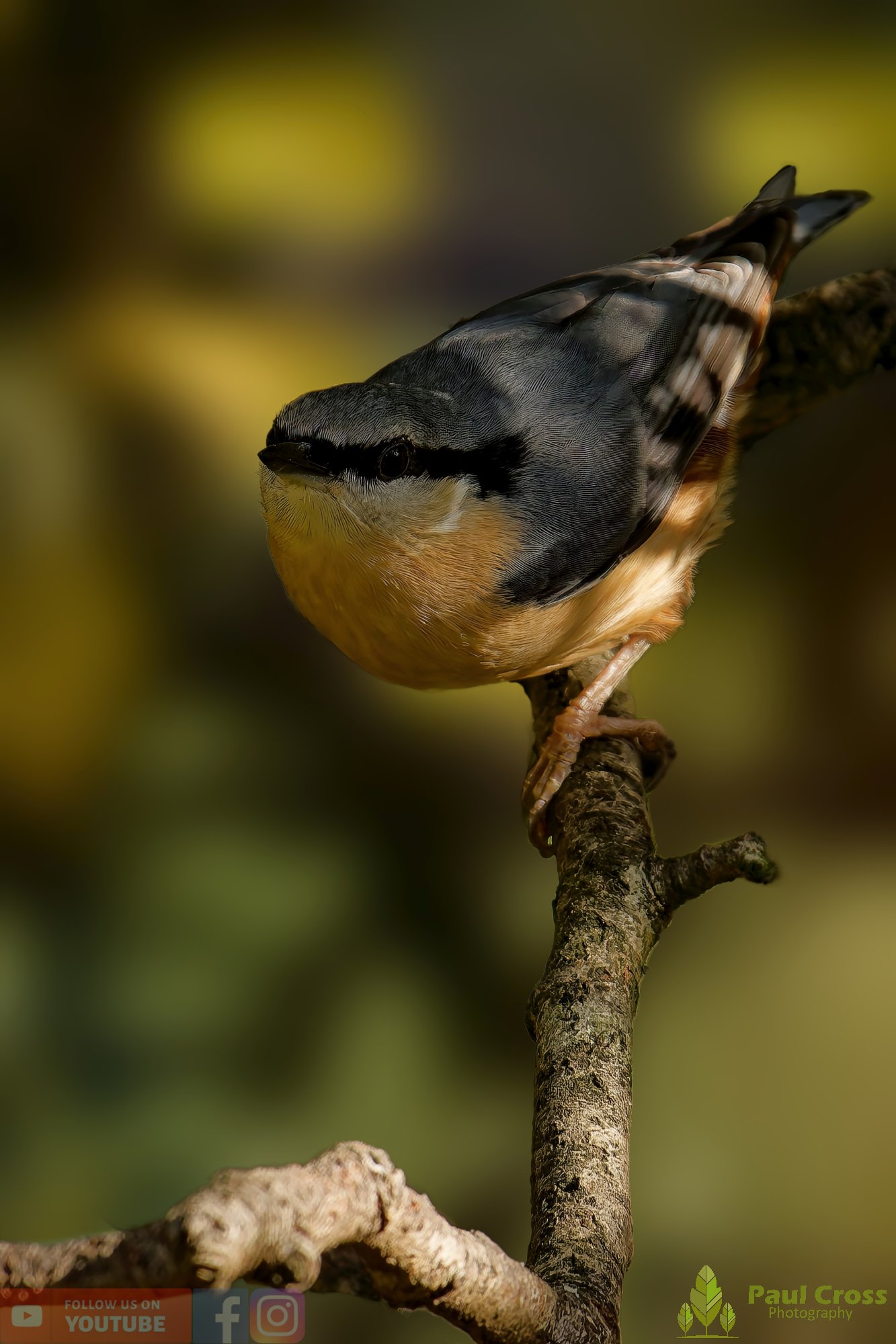 Nuthatch-00216.jpg