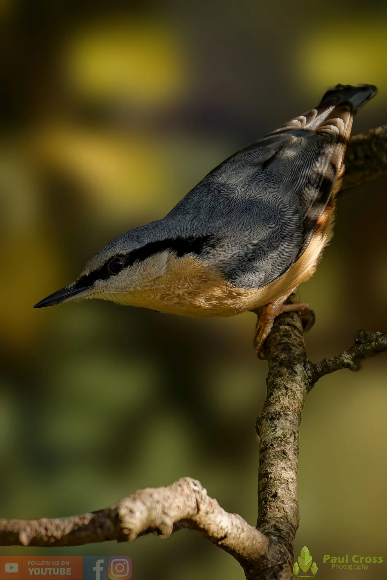 Nuthatch-00218.jpg