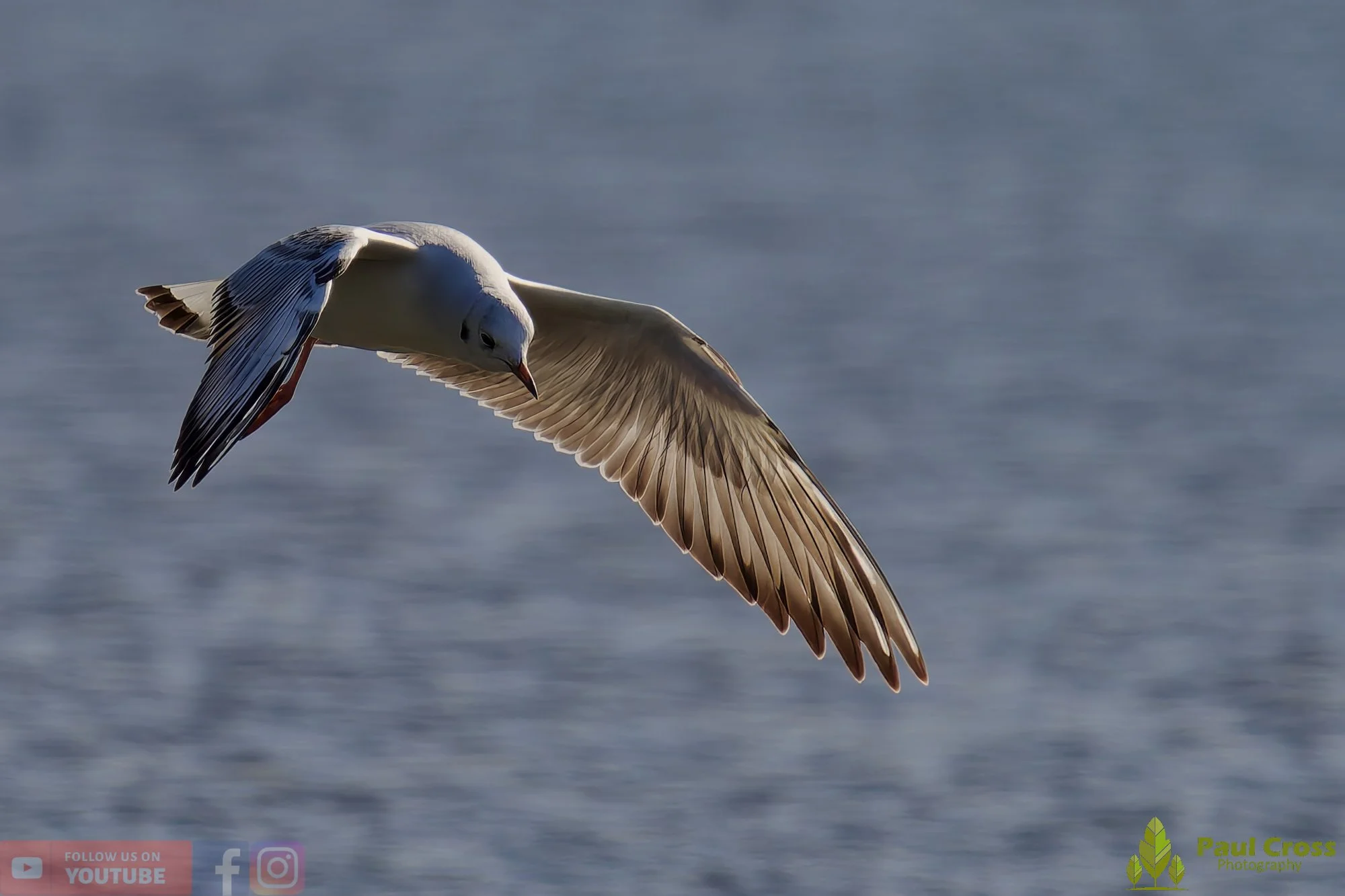 Black-Headed Gull-00654.jpg