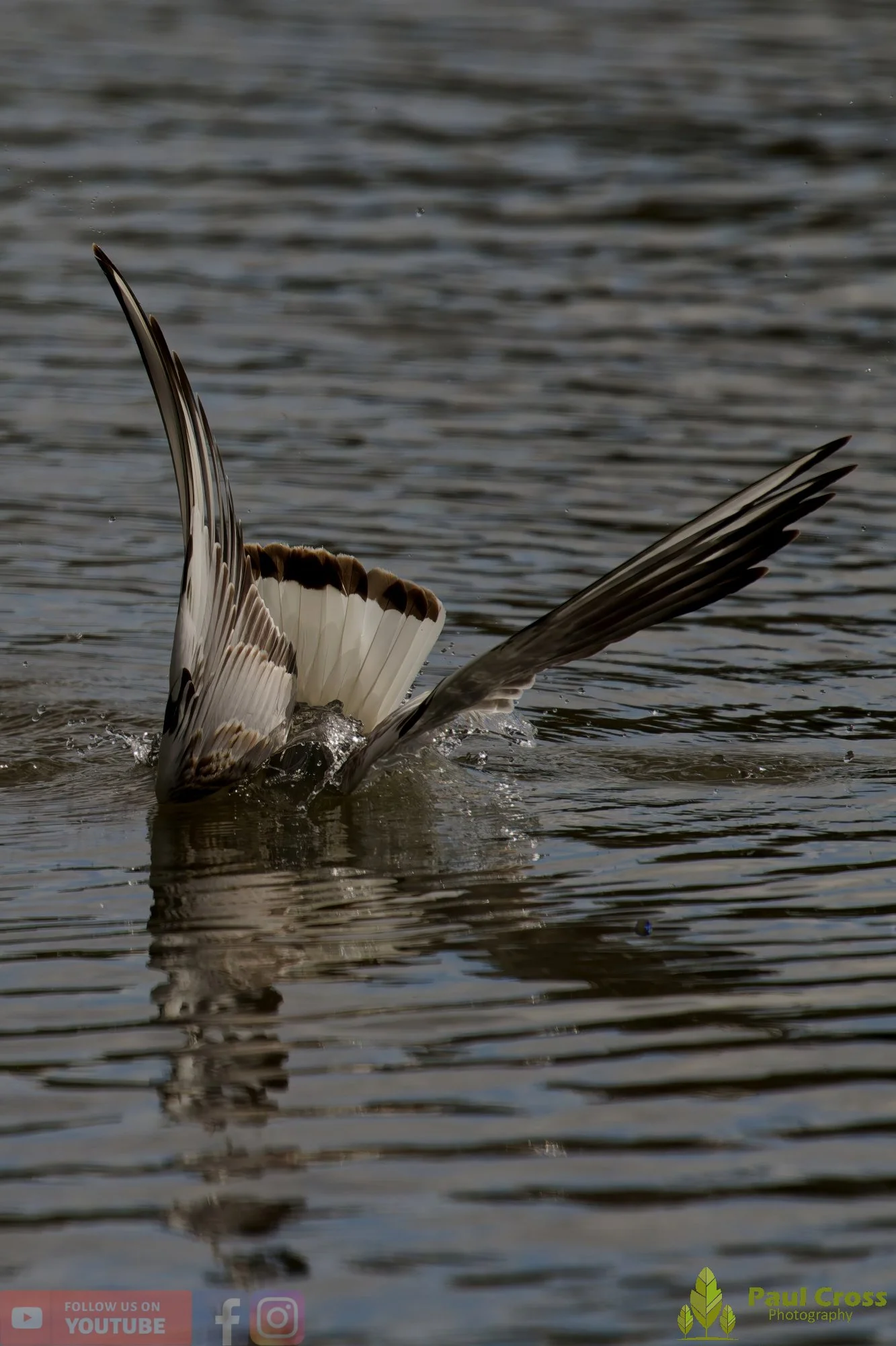 Black-Headed Gull-00656.jpg