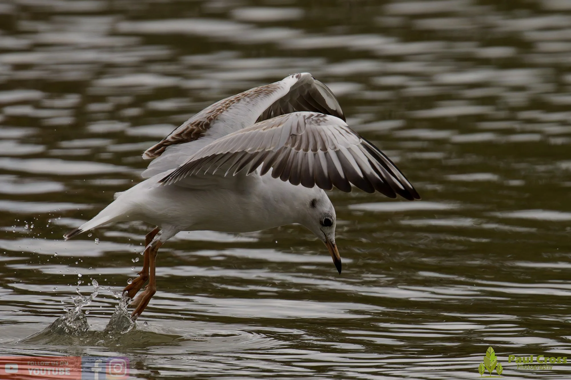 Black-Headed Gull-00658.jpg