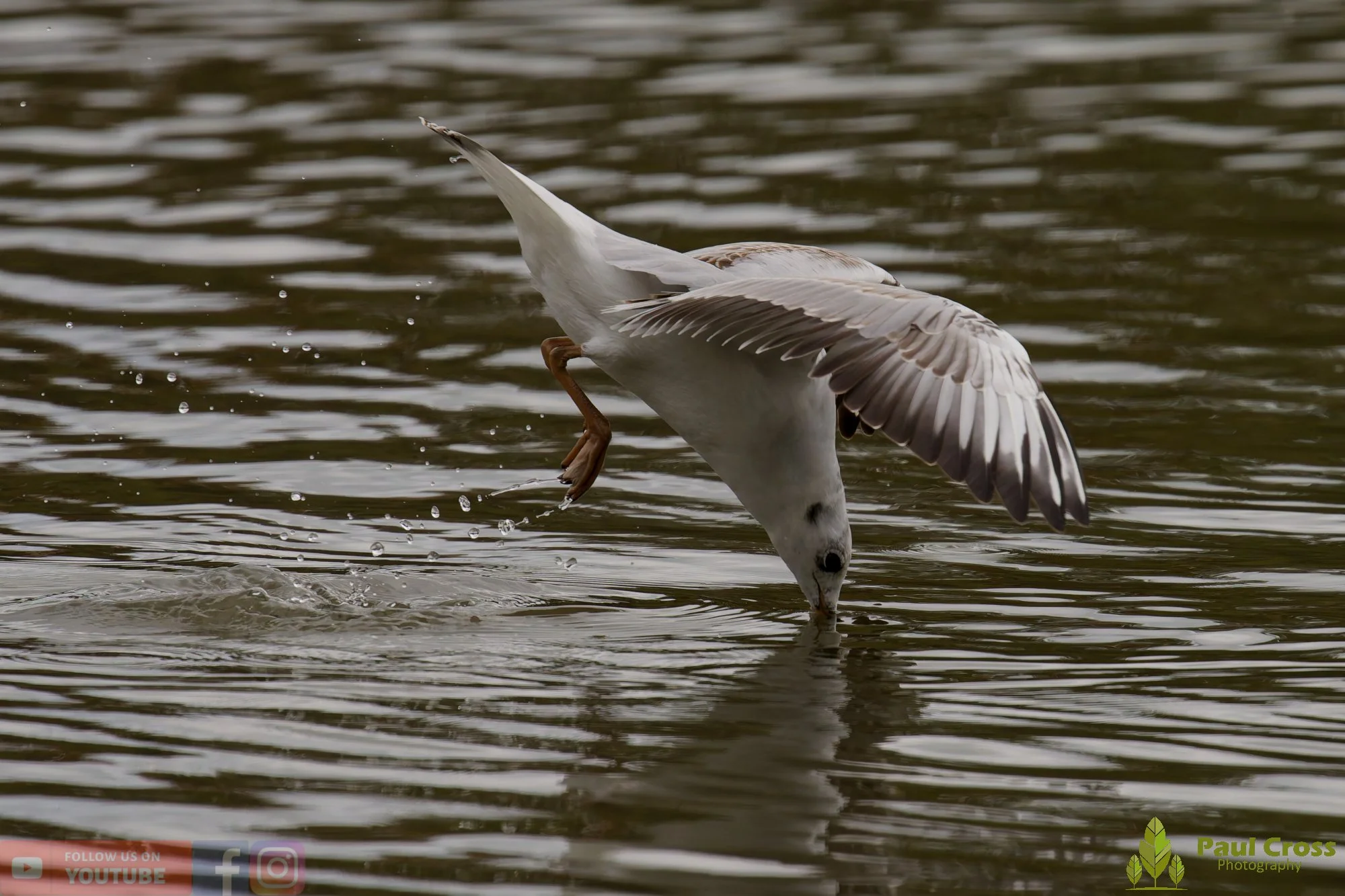 Black-Headed Gull-00659.jpg