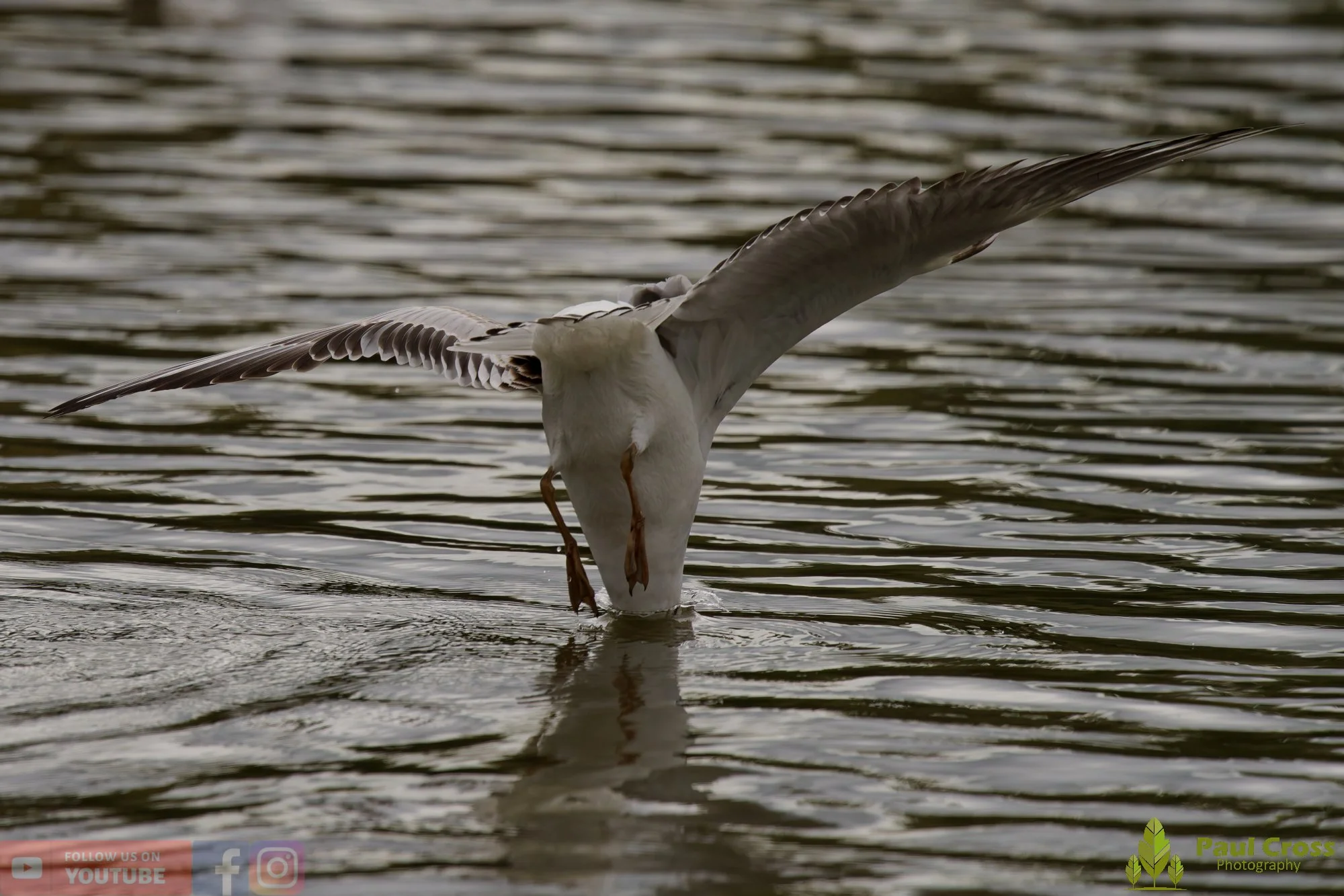 Black-Headed Gull-00660.jpg