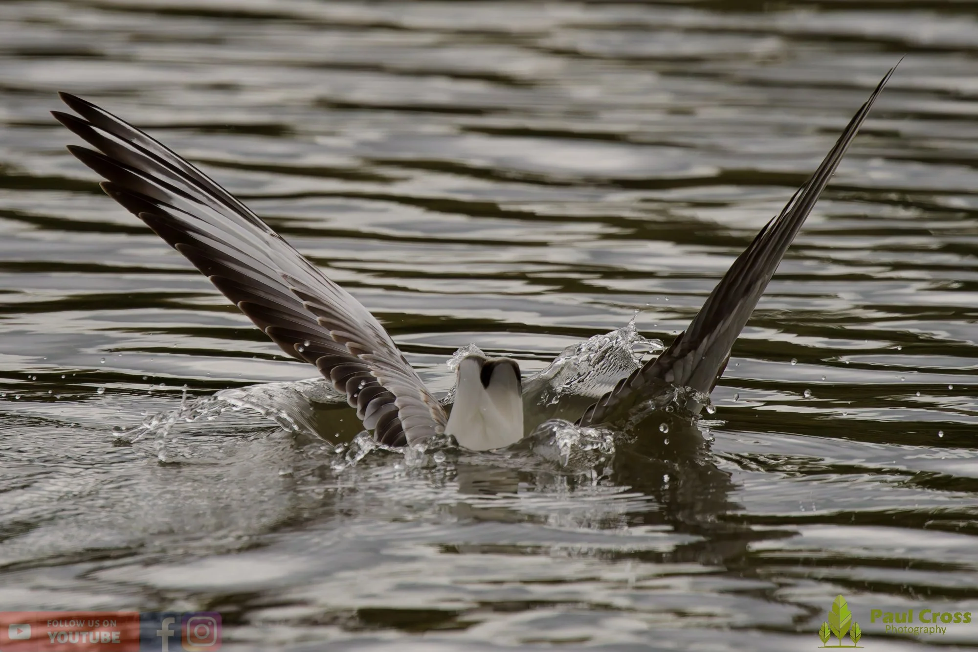Black-Headed Gull-00661.jpg