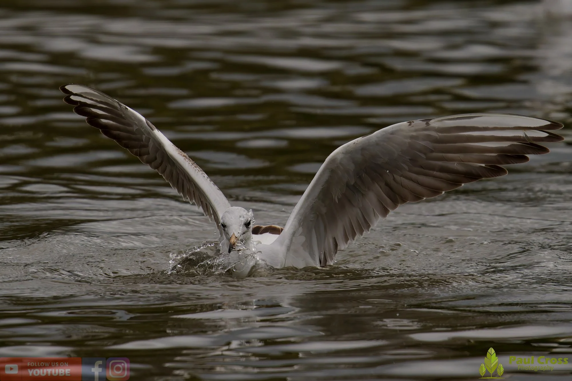 Black-Headed Gull-00664.jpg