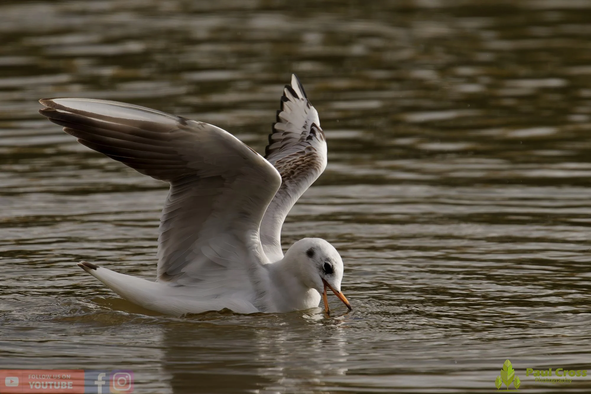 Black-Headed Gull-00655.jpg