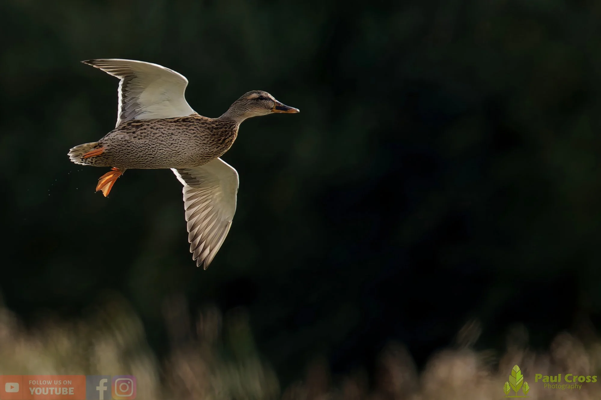 Mallard Duck-01138.jpg