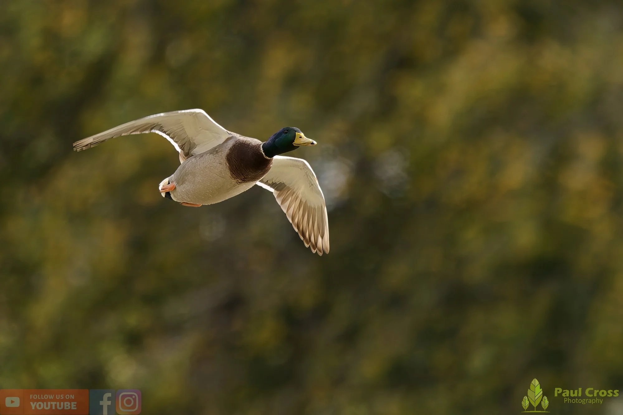 Mallard Duck-01140.jpg