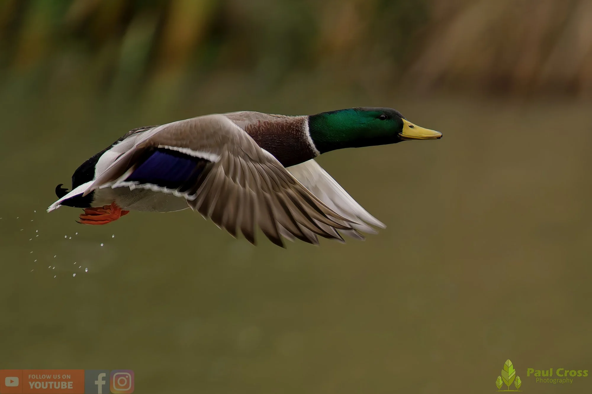 Mallard Duck-01141.jpg
