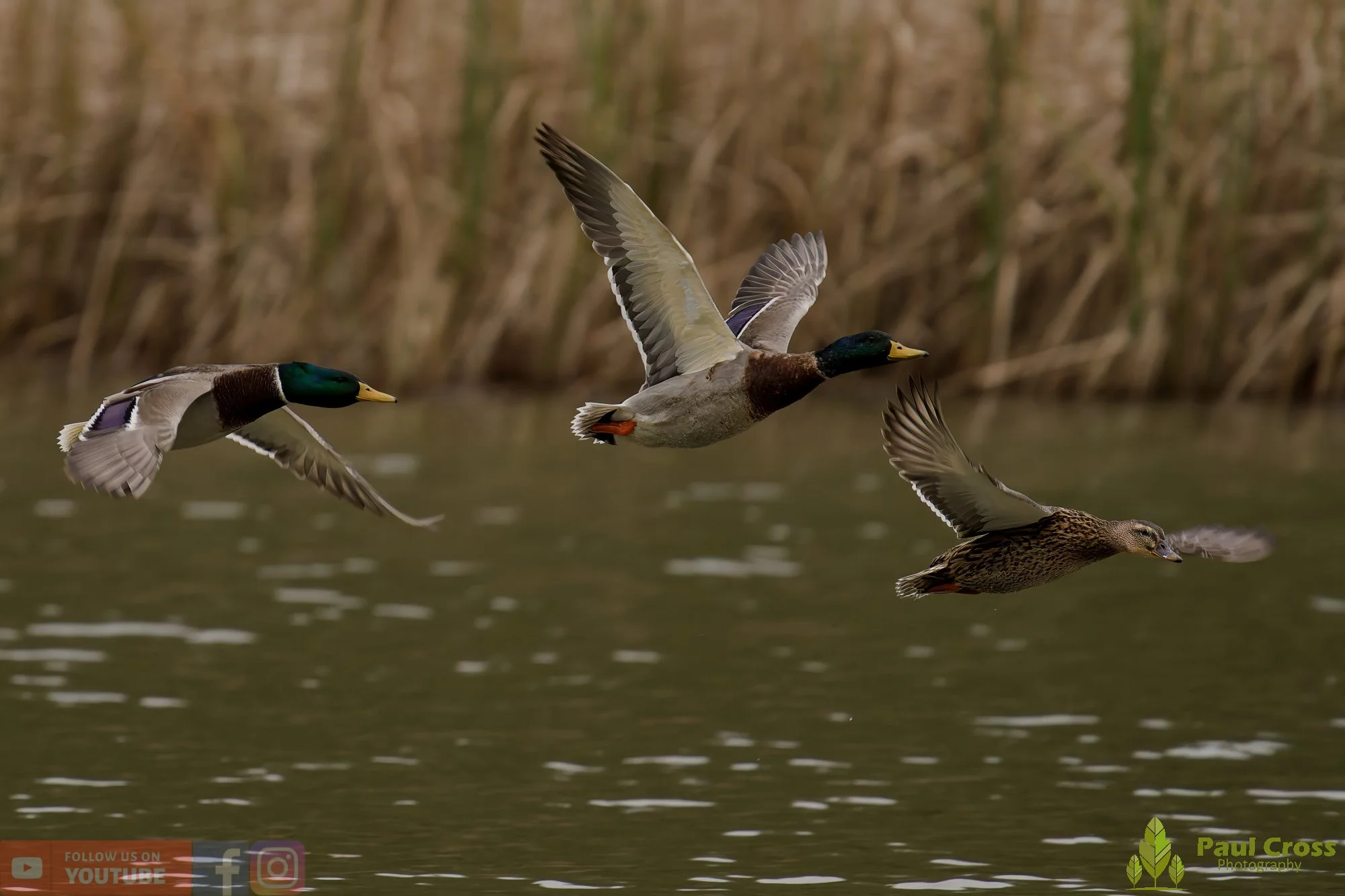 Mallard Duck-01142.jpg