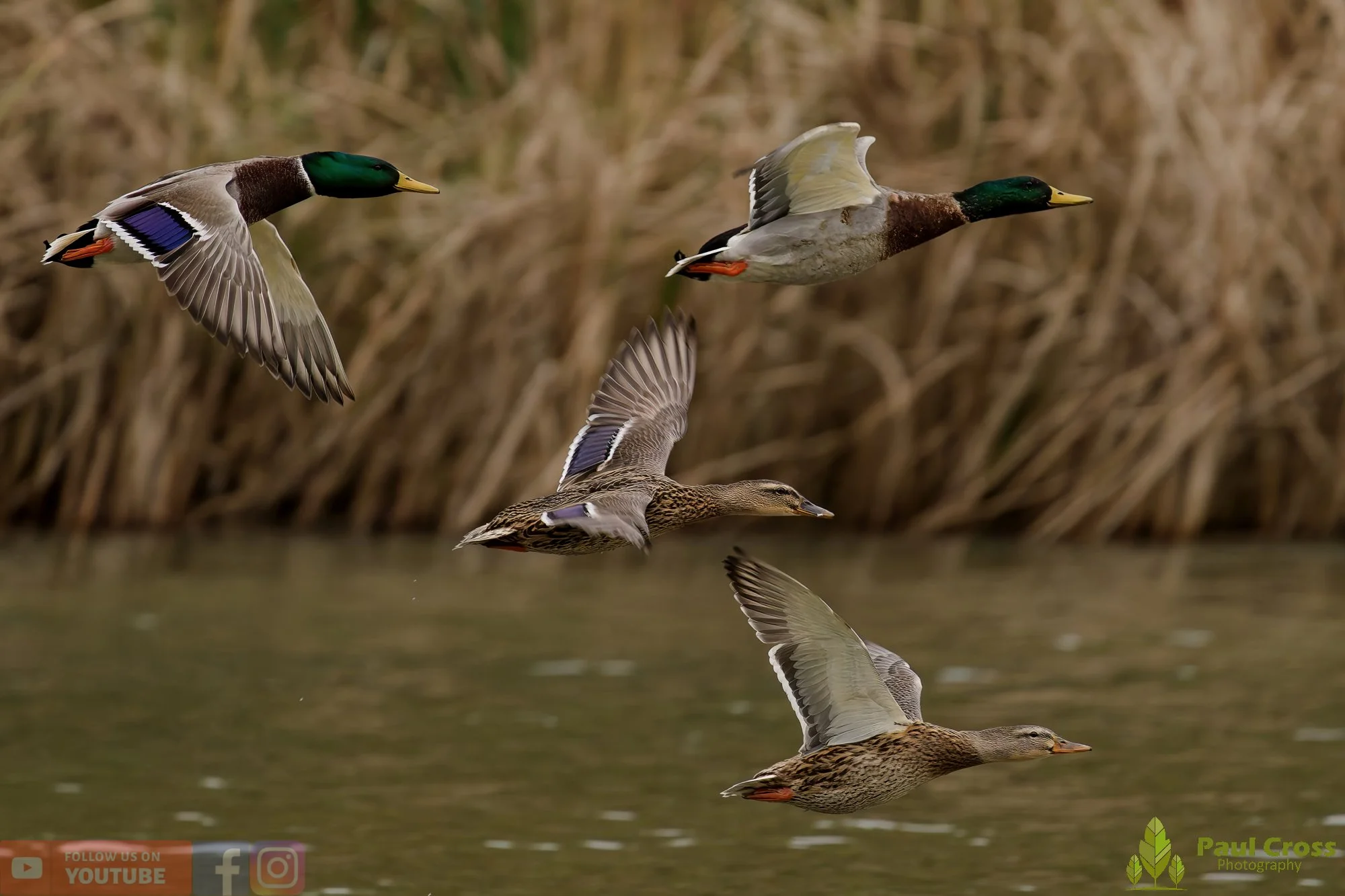 Mallard Duck-01143.jpg