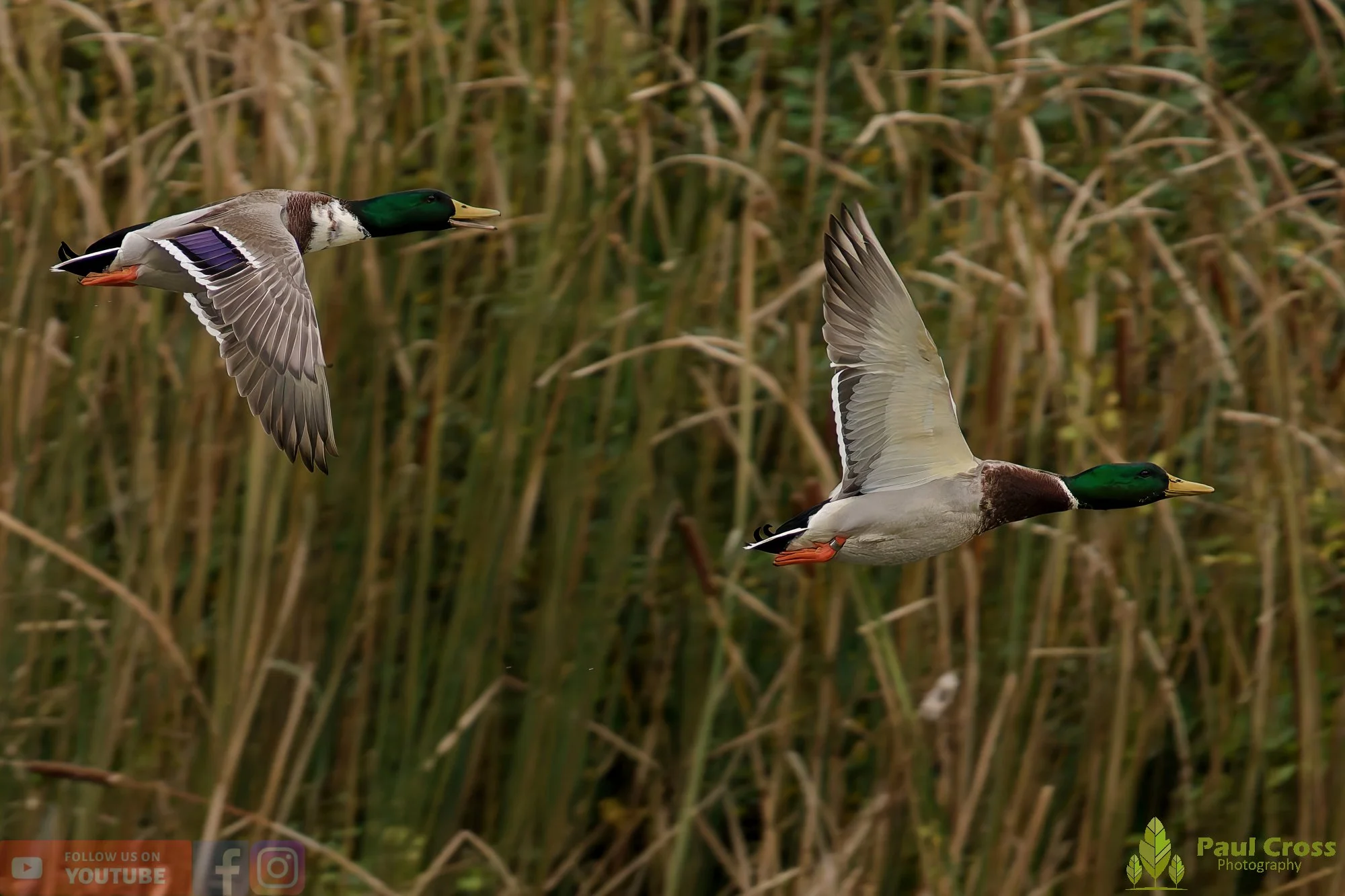 Mallard Duck-01144.jpg