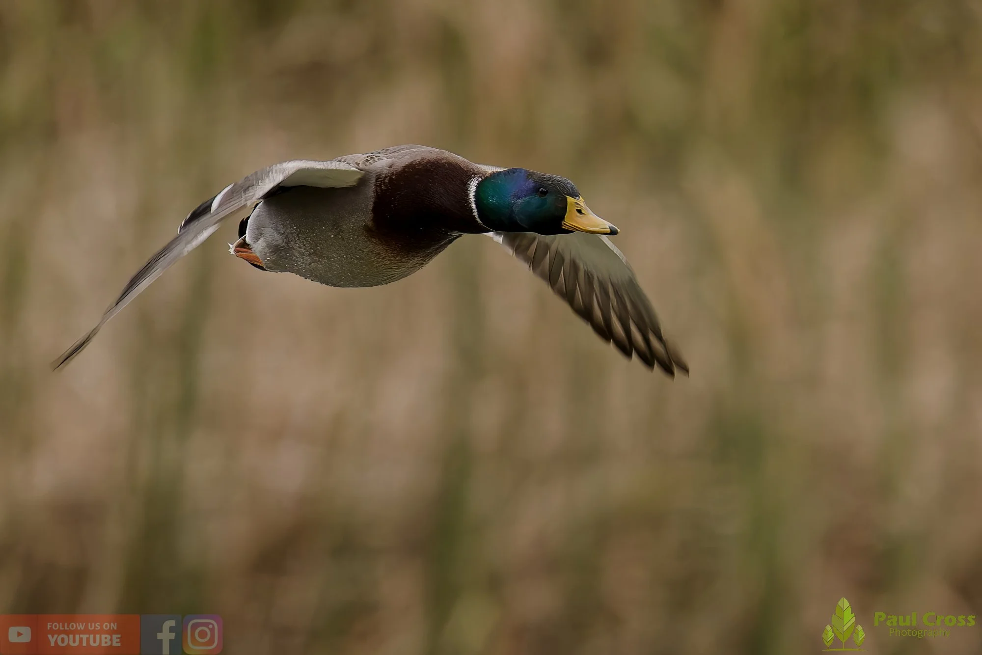 Mallard Duck-01145.jpg