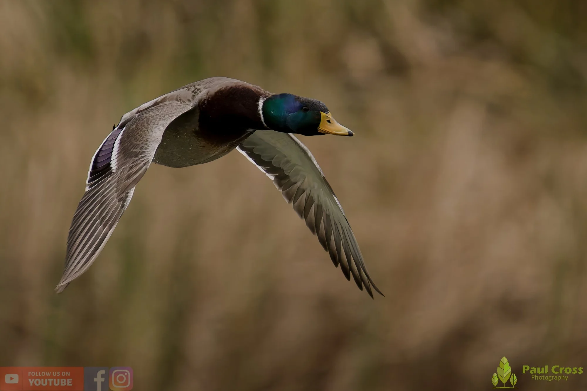Mallard Duck-01146.jpg