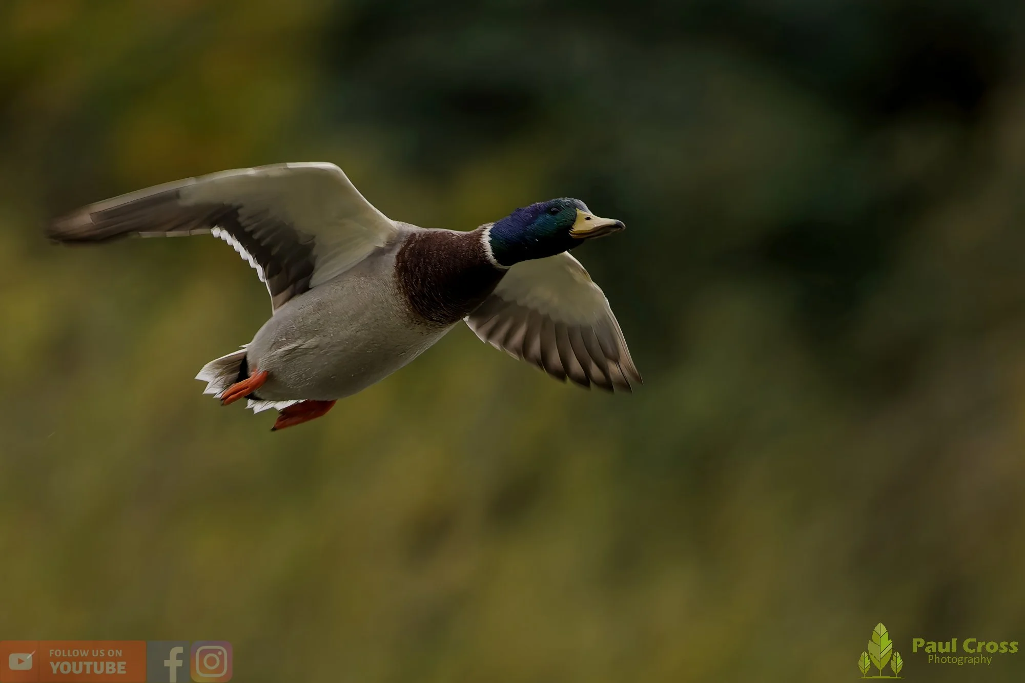 Mallard Duck-01147.jpg