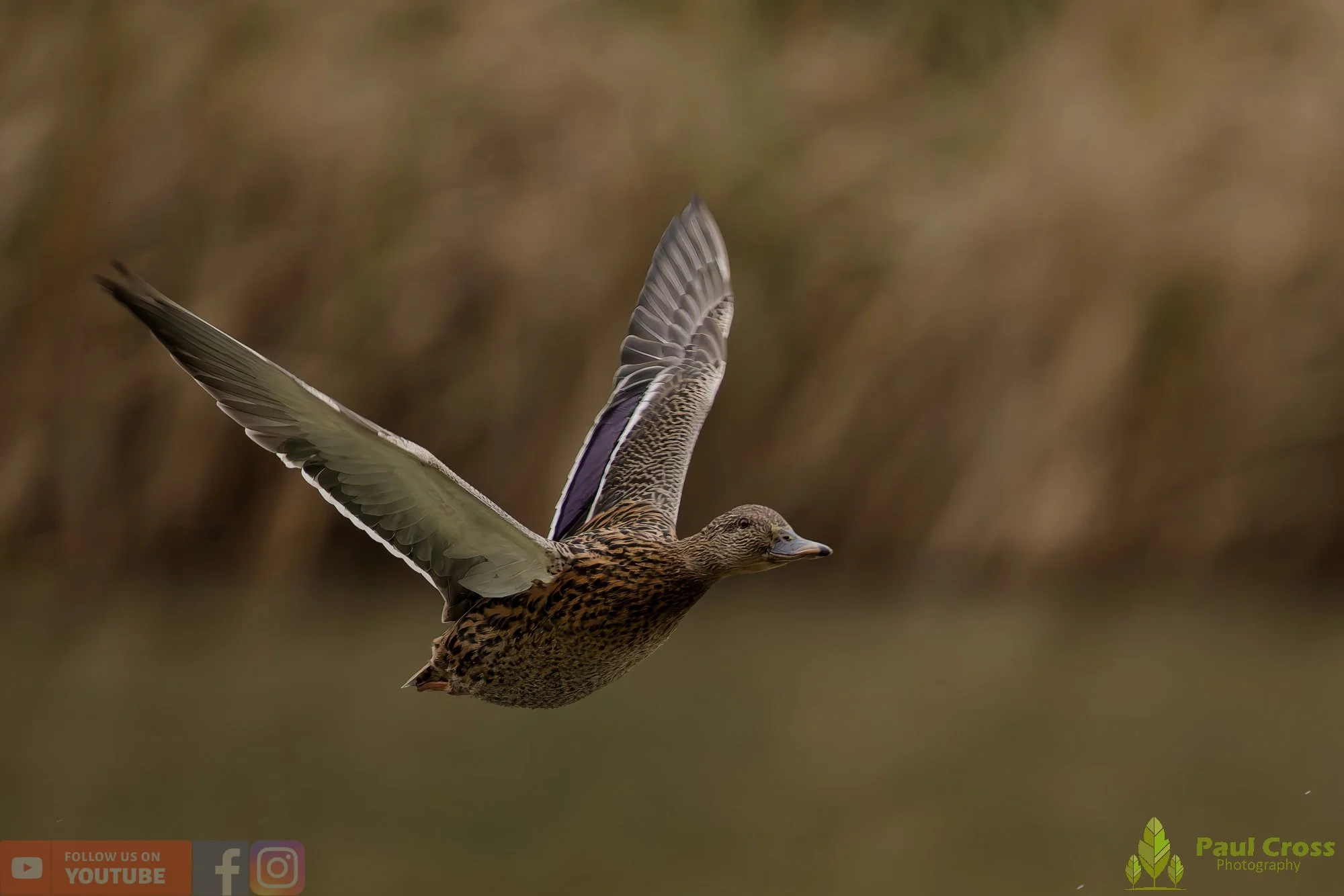 Mallard Duck-01148.jpg