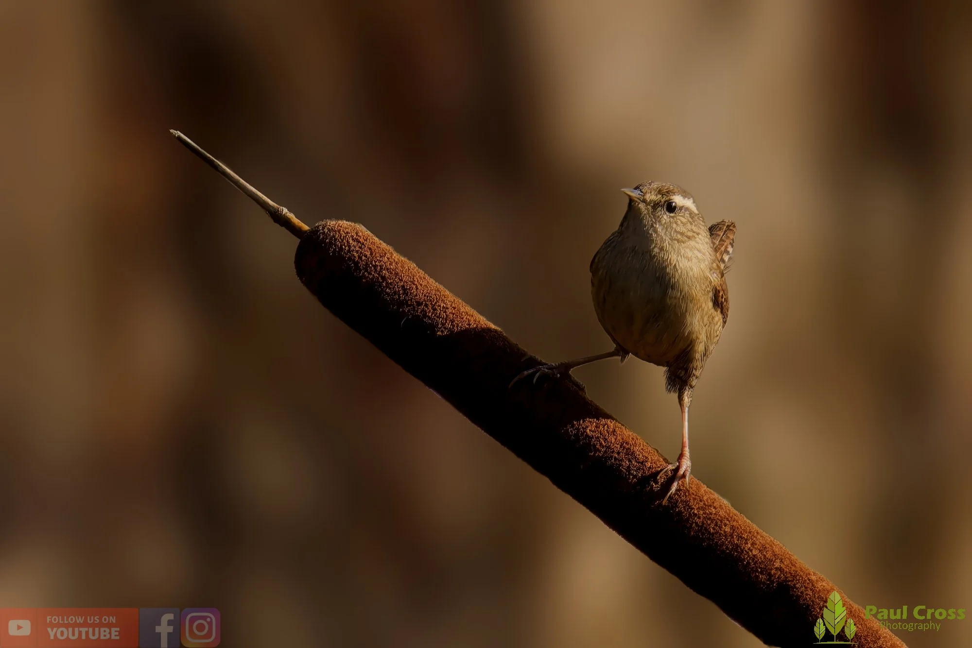 Wren-346.jpg