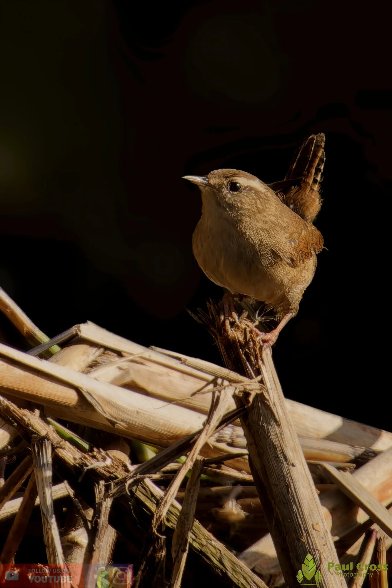Wren-348.jpg