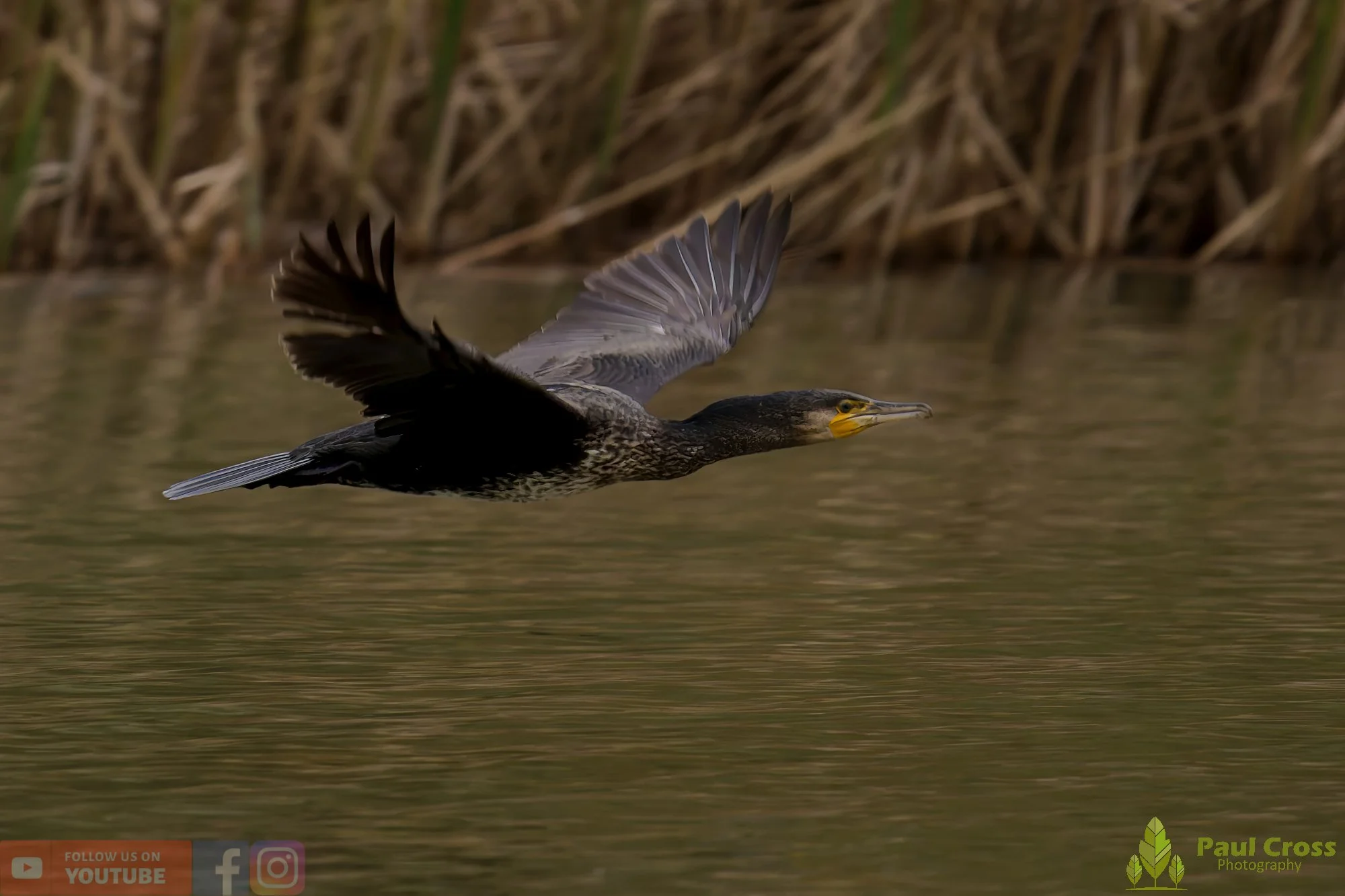 Cormorant-00352.jpg