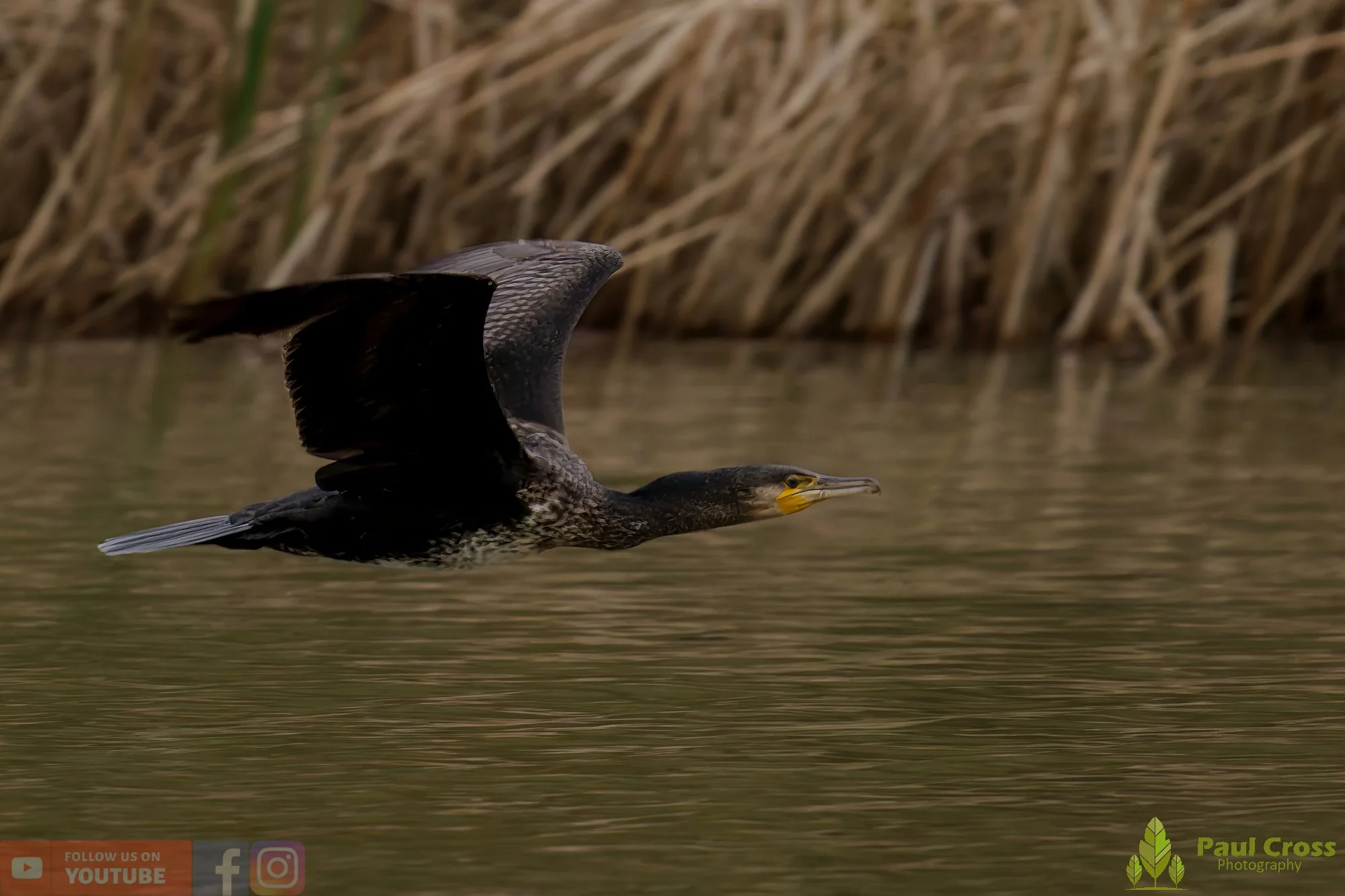 Cormorant-00353.jpg