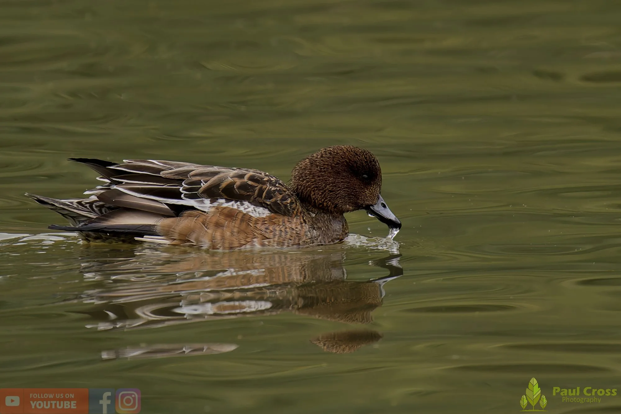 Eurasian Wigeon-00015.jpg