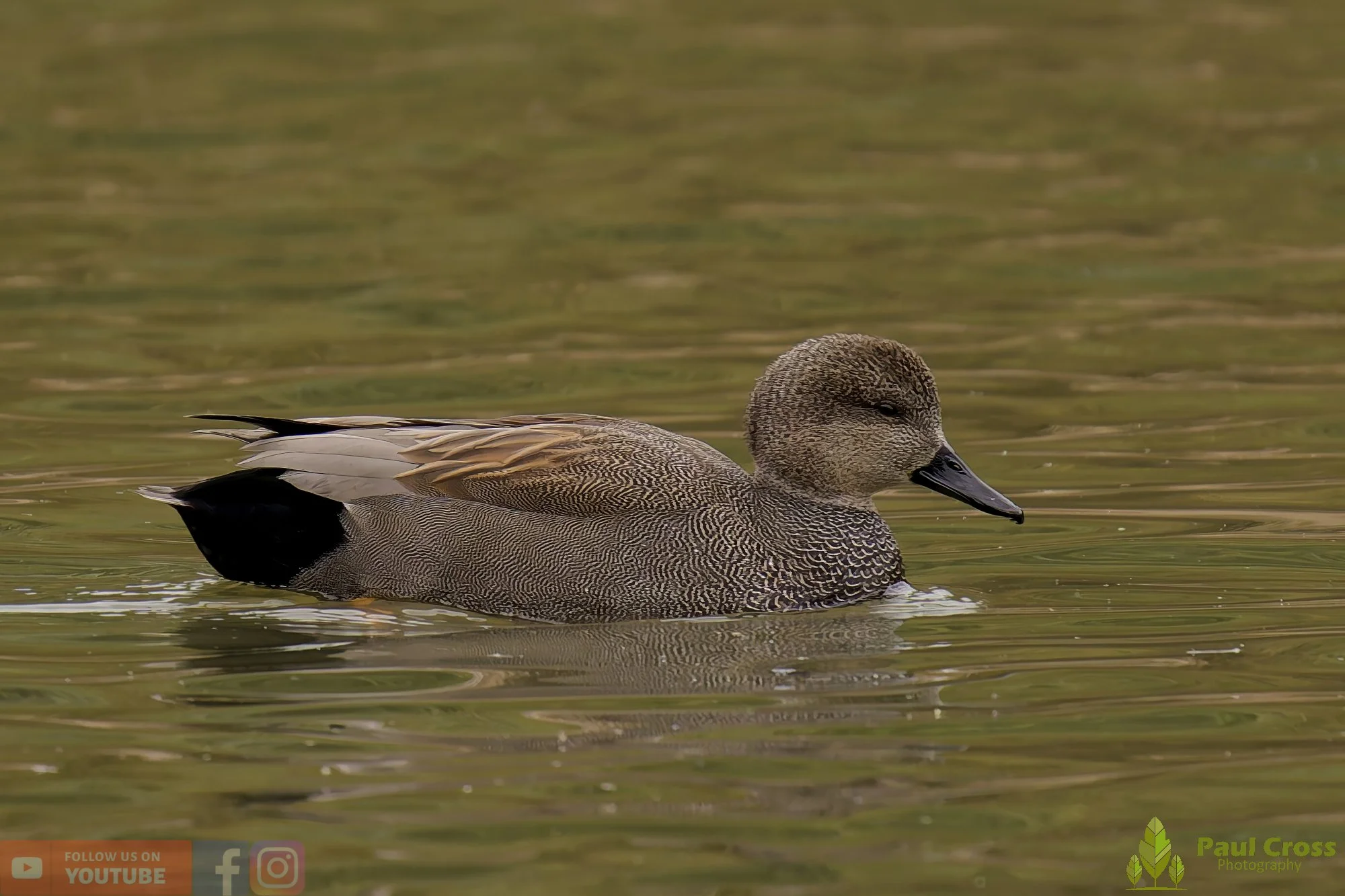 Gadwall-283.jpg