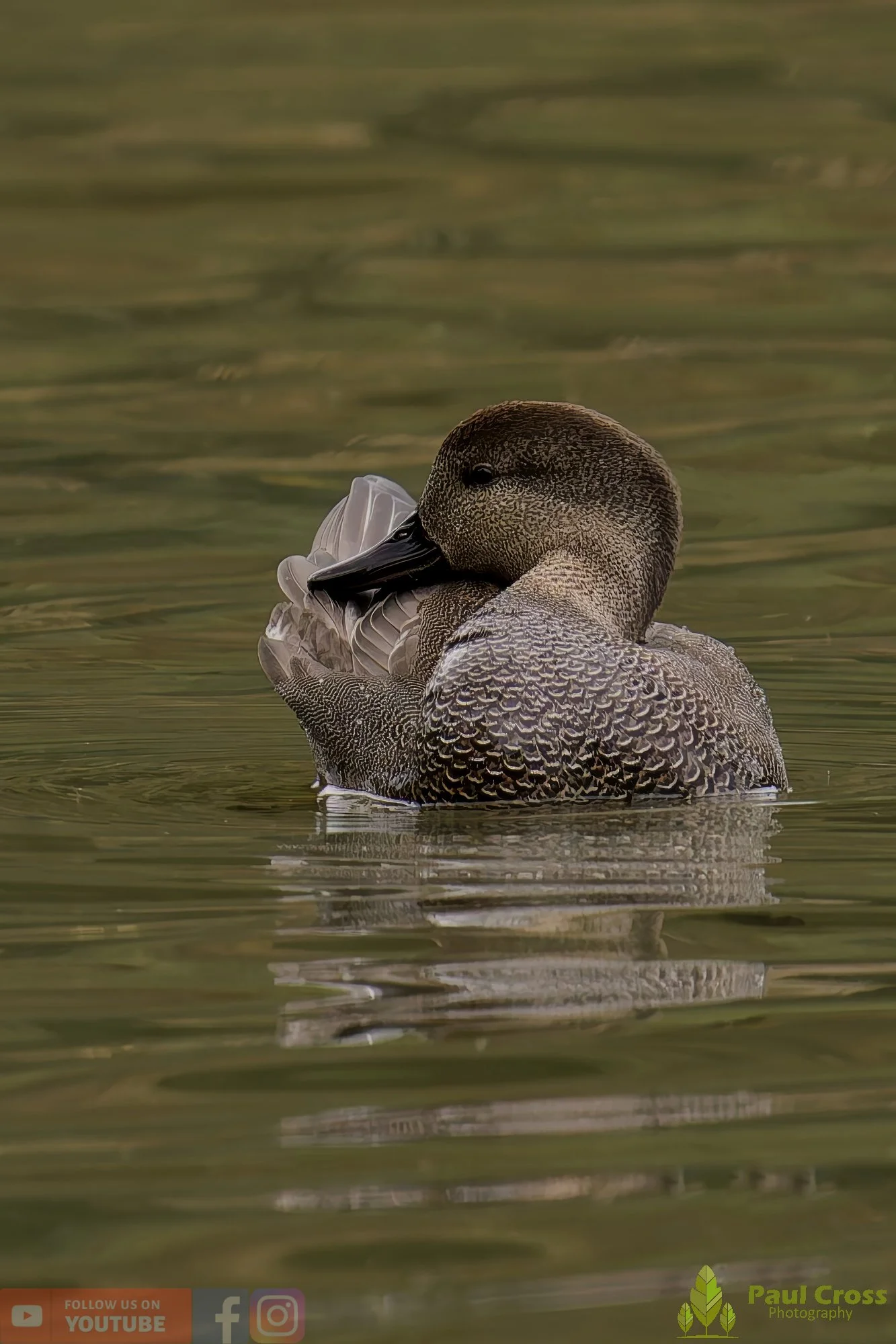 Gadwall-284.jpg