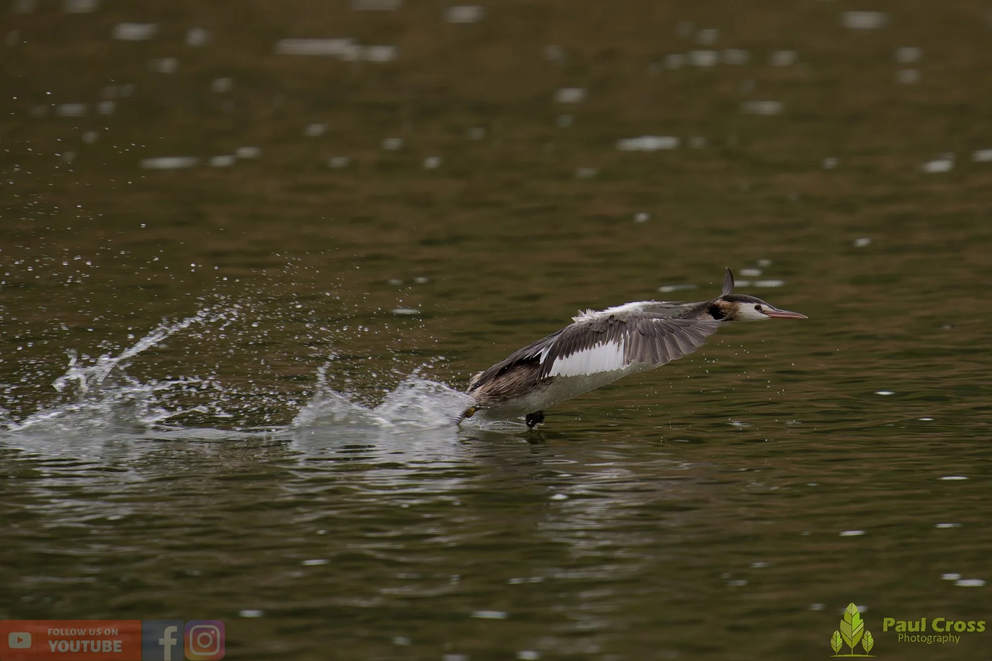 Great Crested Grebe-01006.jpg