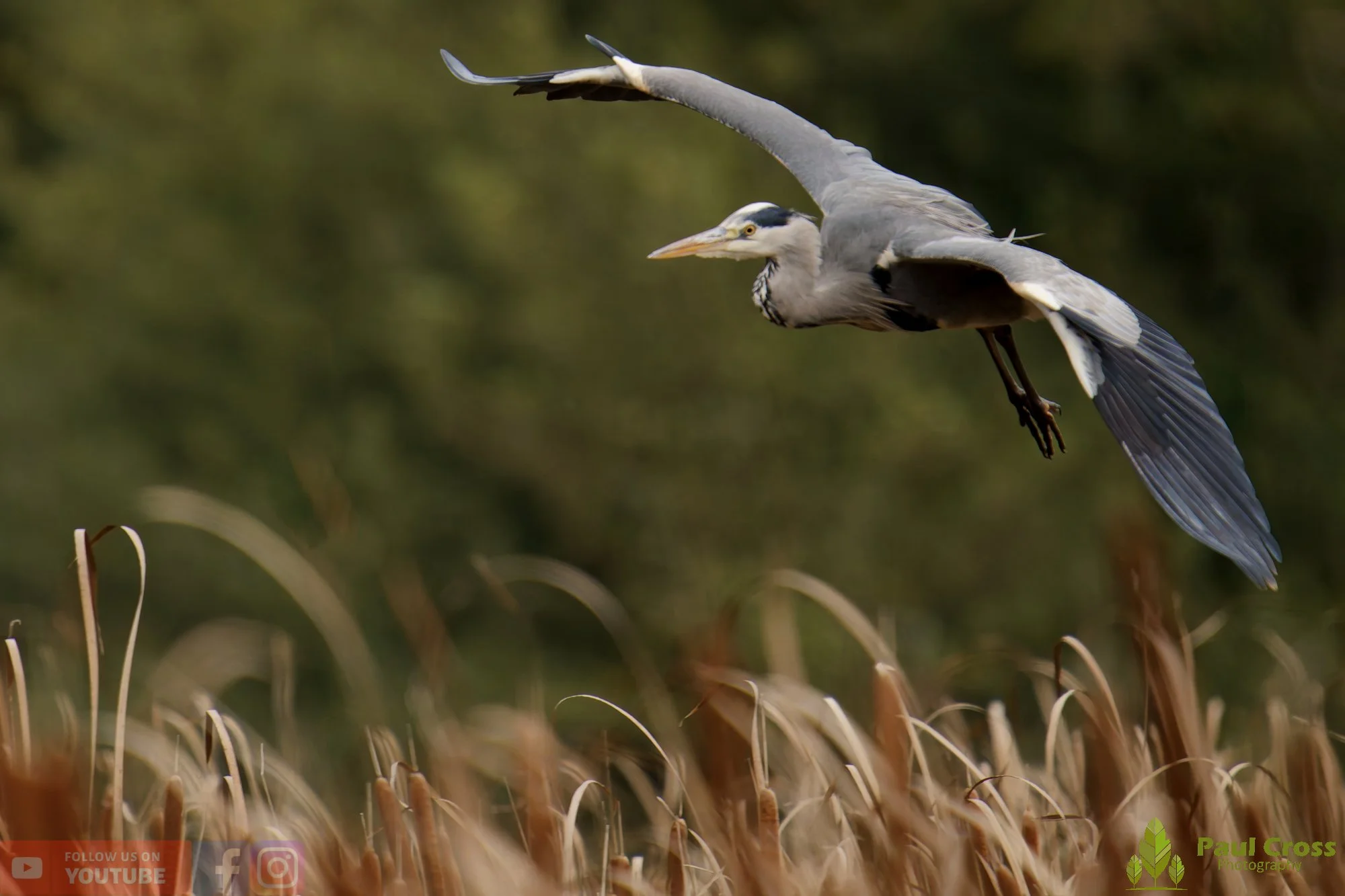 Grey Heron-00646.jpg