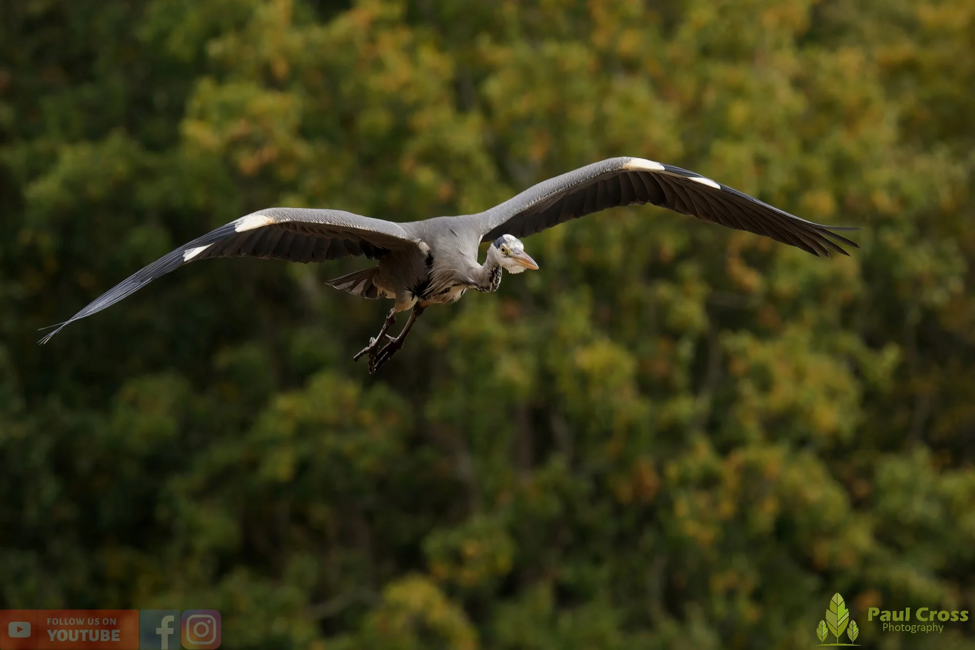 Grey Heron-00647.jpg