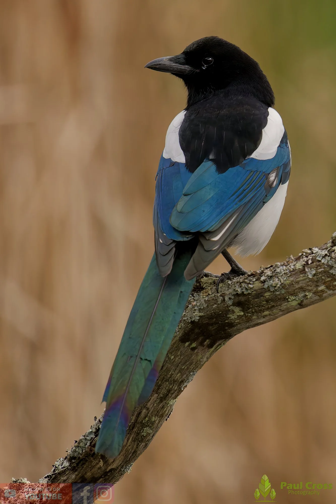 Magpie-00084.jpg
