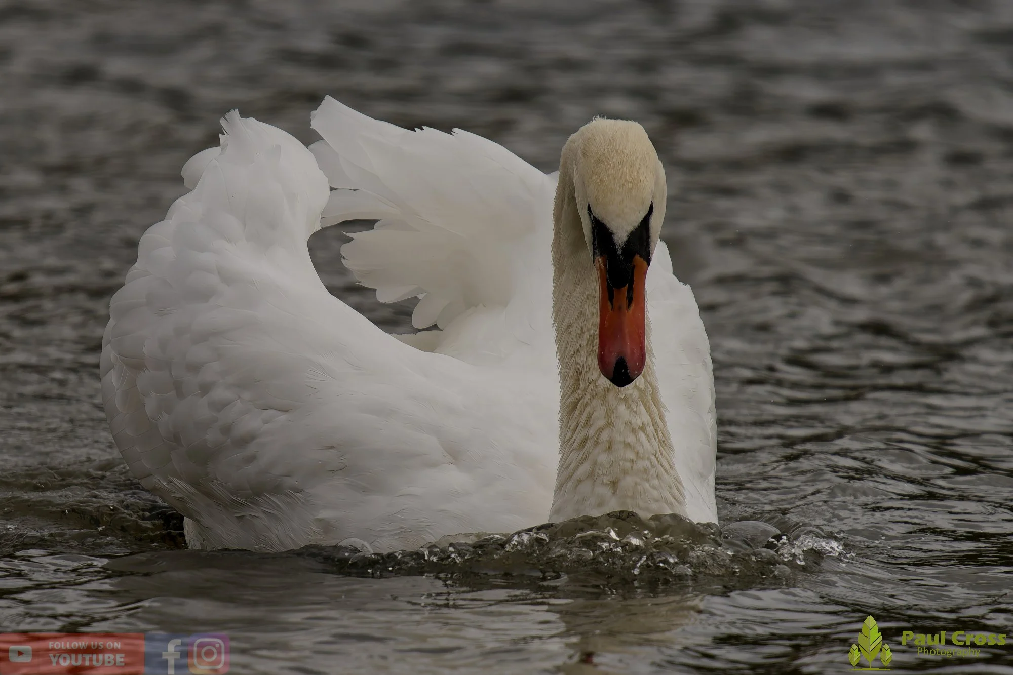 Mute Swan-00263.jpg
