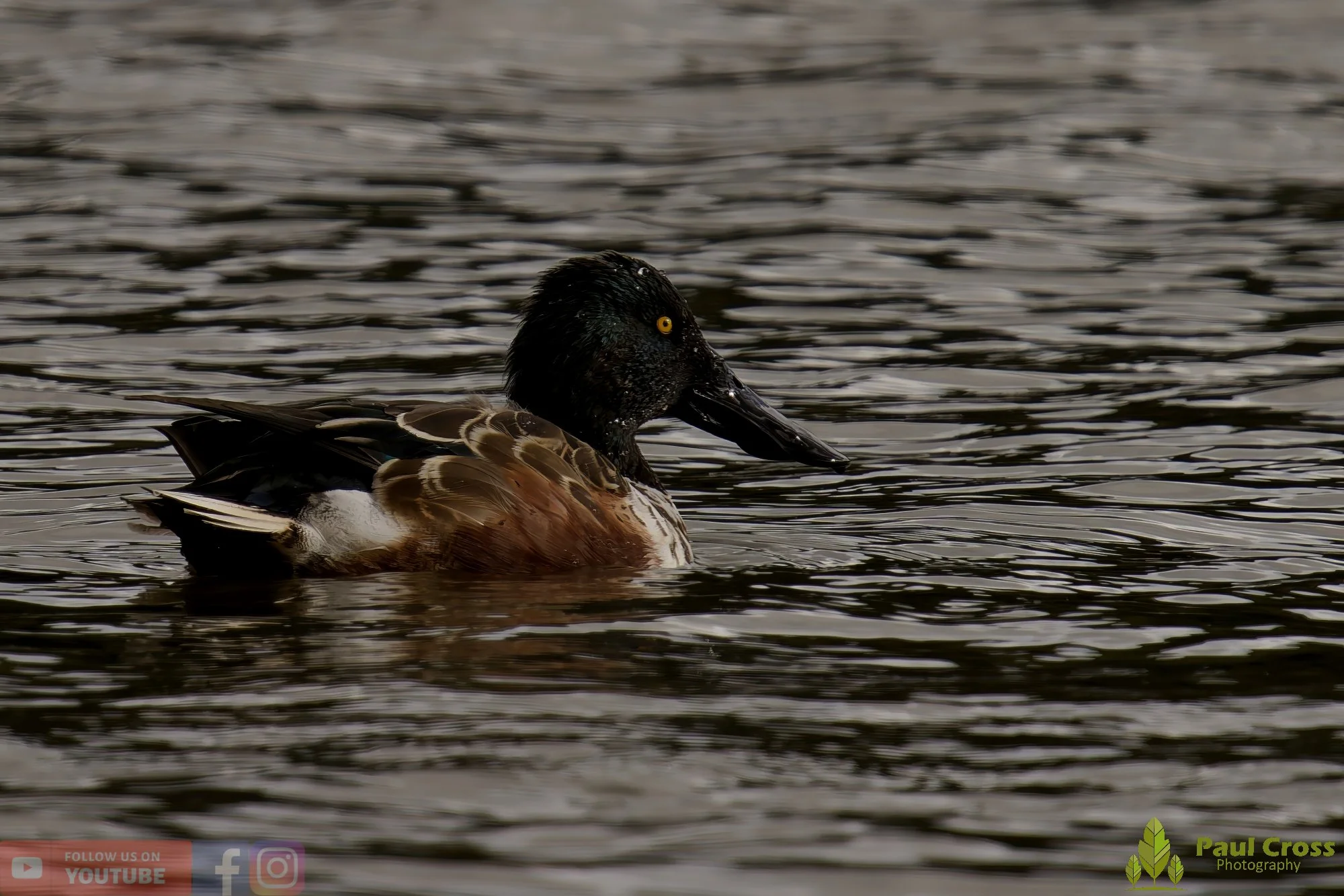 Northern Shoveler-00122.jpg