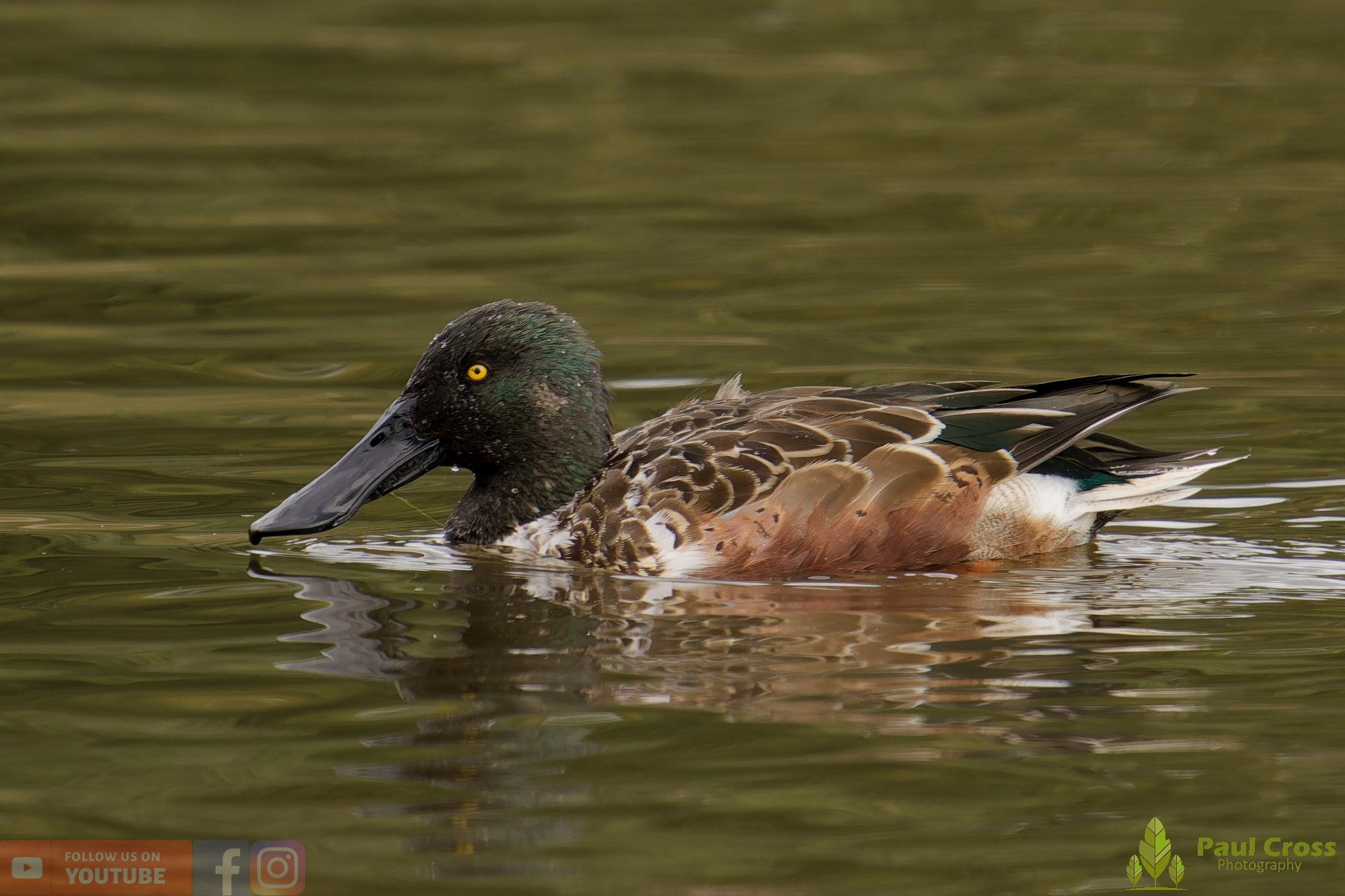 Northern Shoveler-00123.jpg