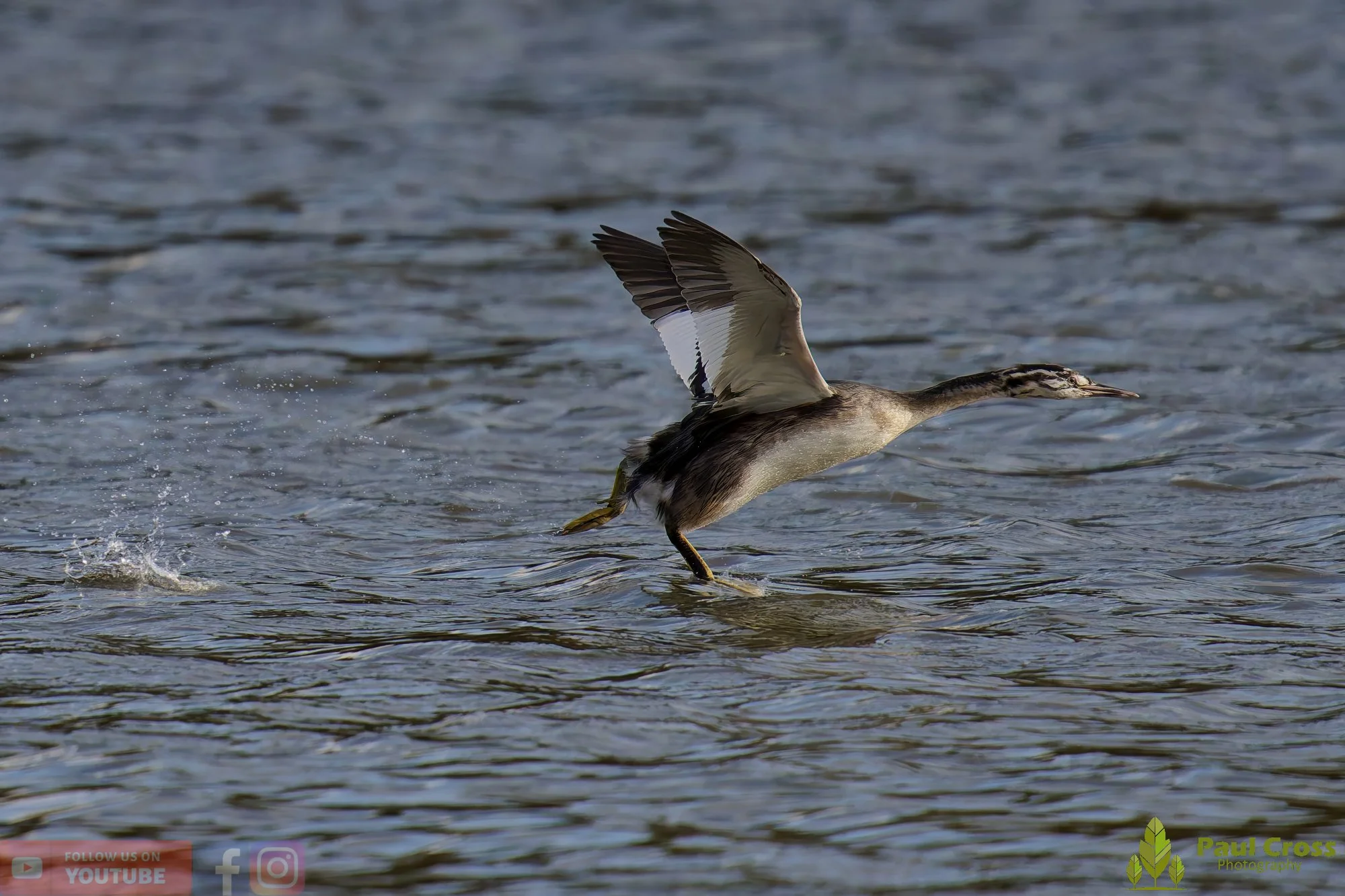Great Crested Grebe-01015.jpg